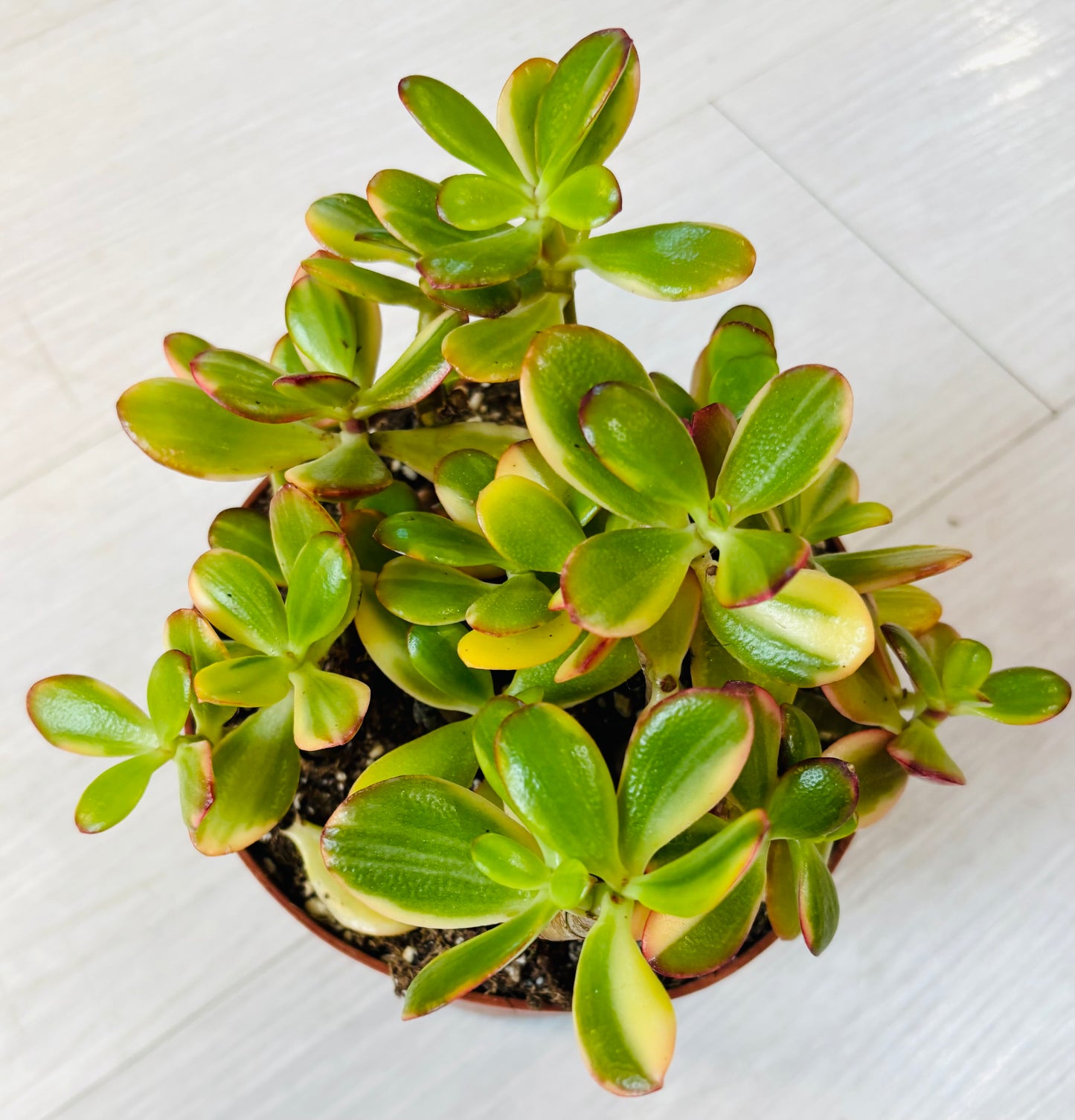 Hummel's Sunset Jade