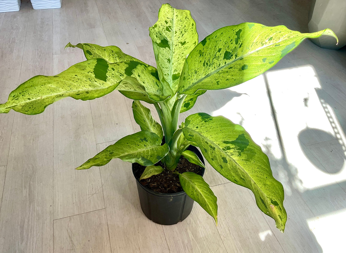 Camo Dieffenbachia