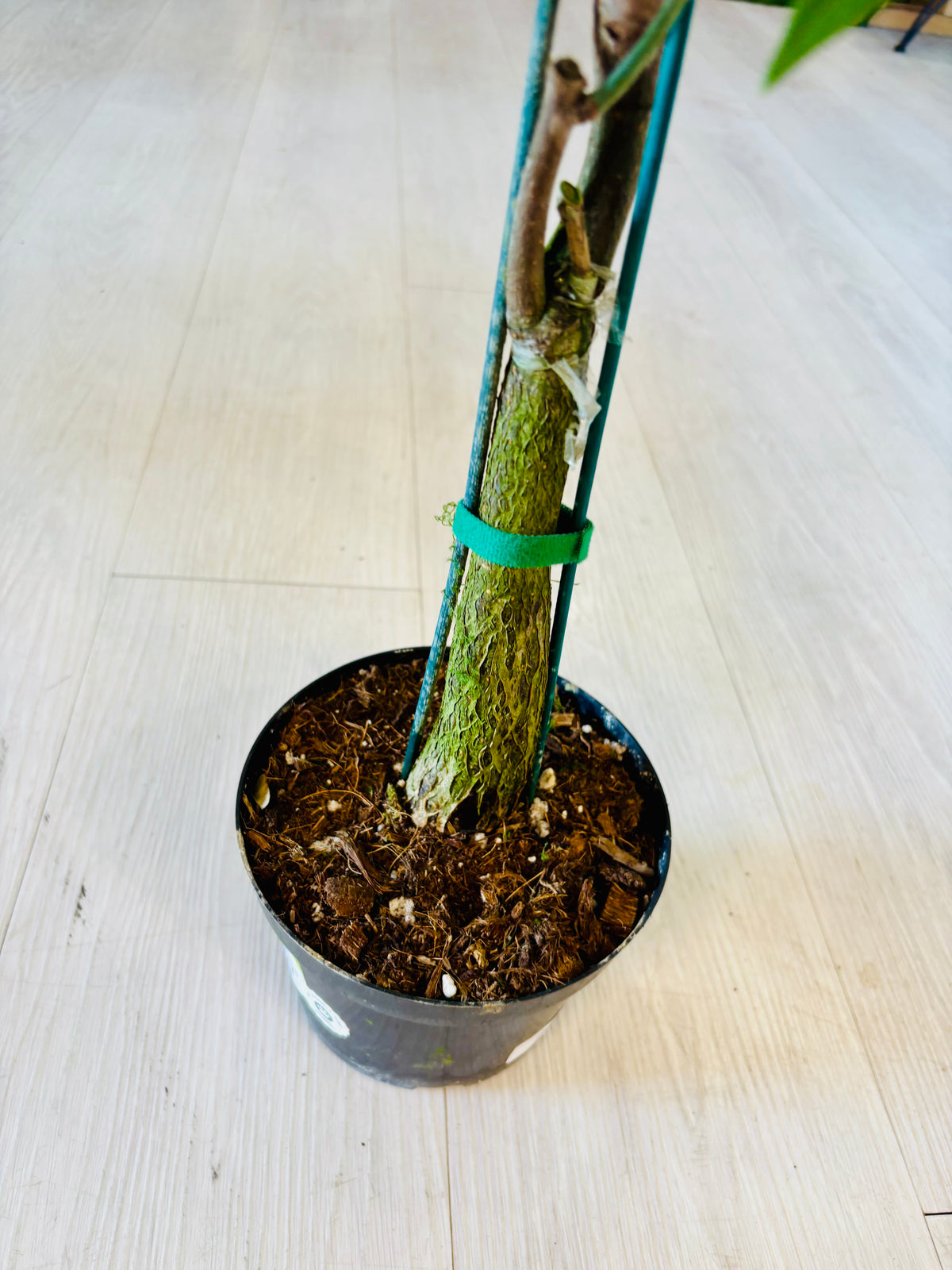 Money Tree