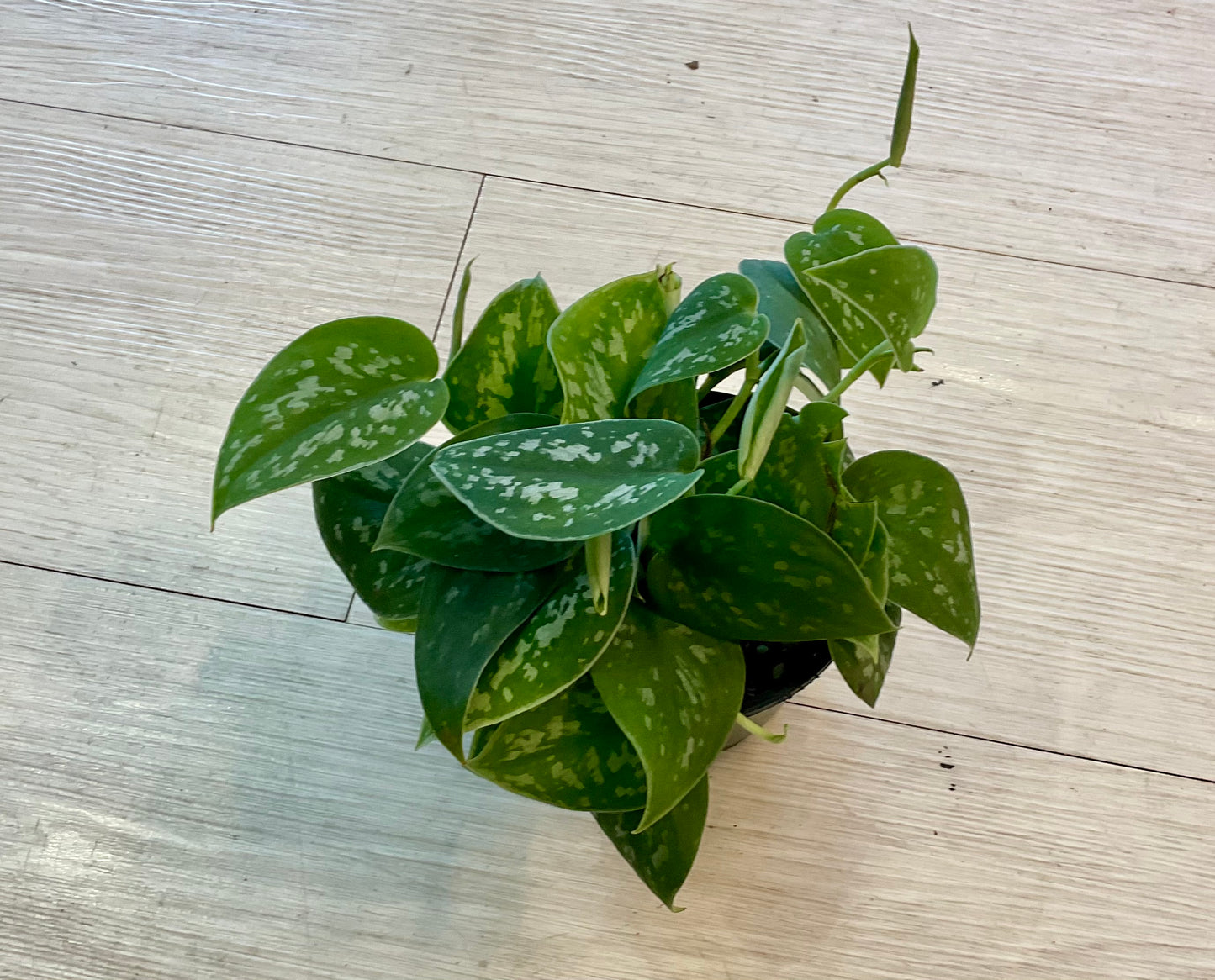 Silver Satin Pothos