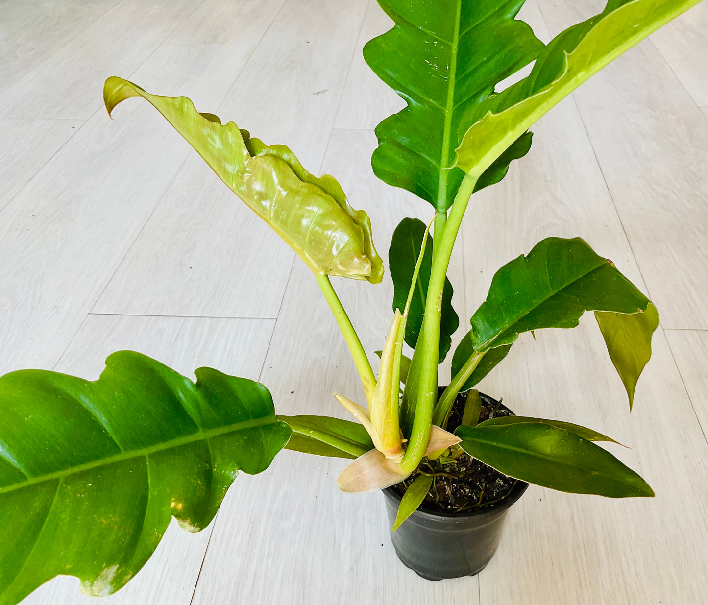 Jungle Boogie Philodendron