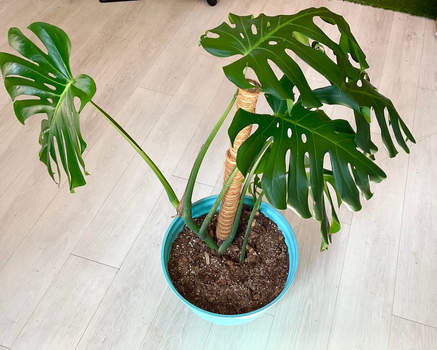 Monstera Deliciosa