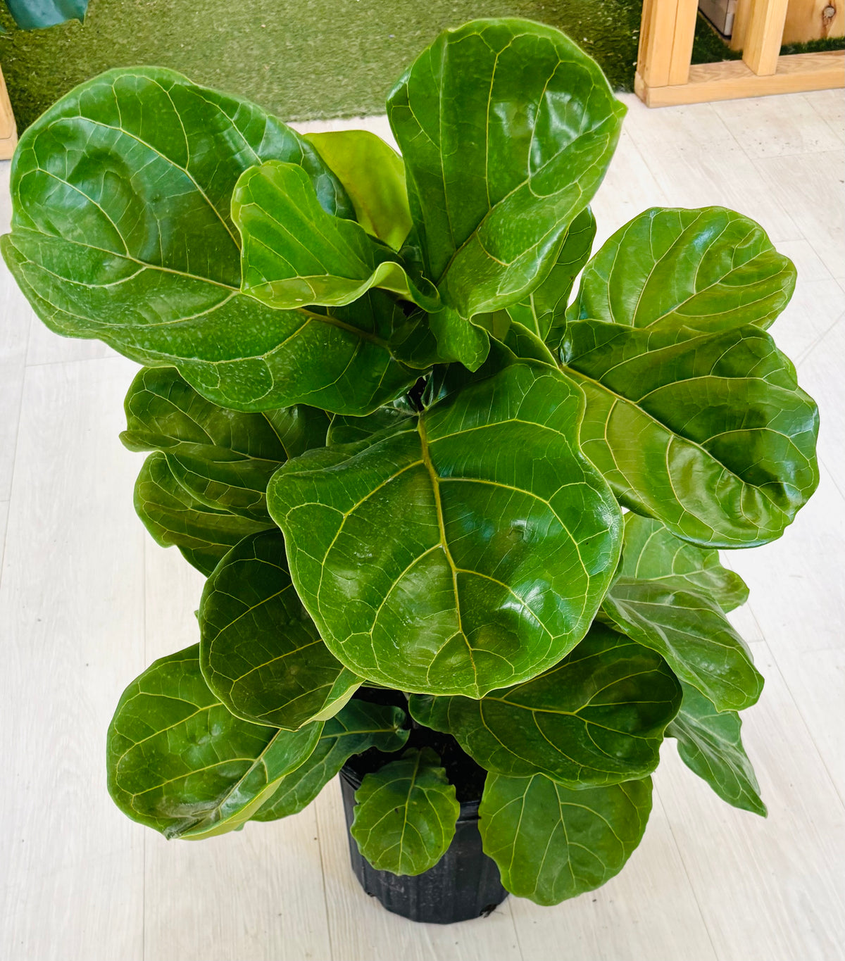 Fiddle Leaf Fig Bush