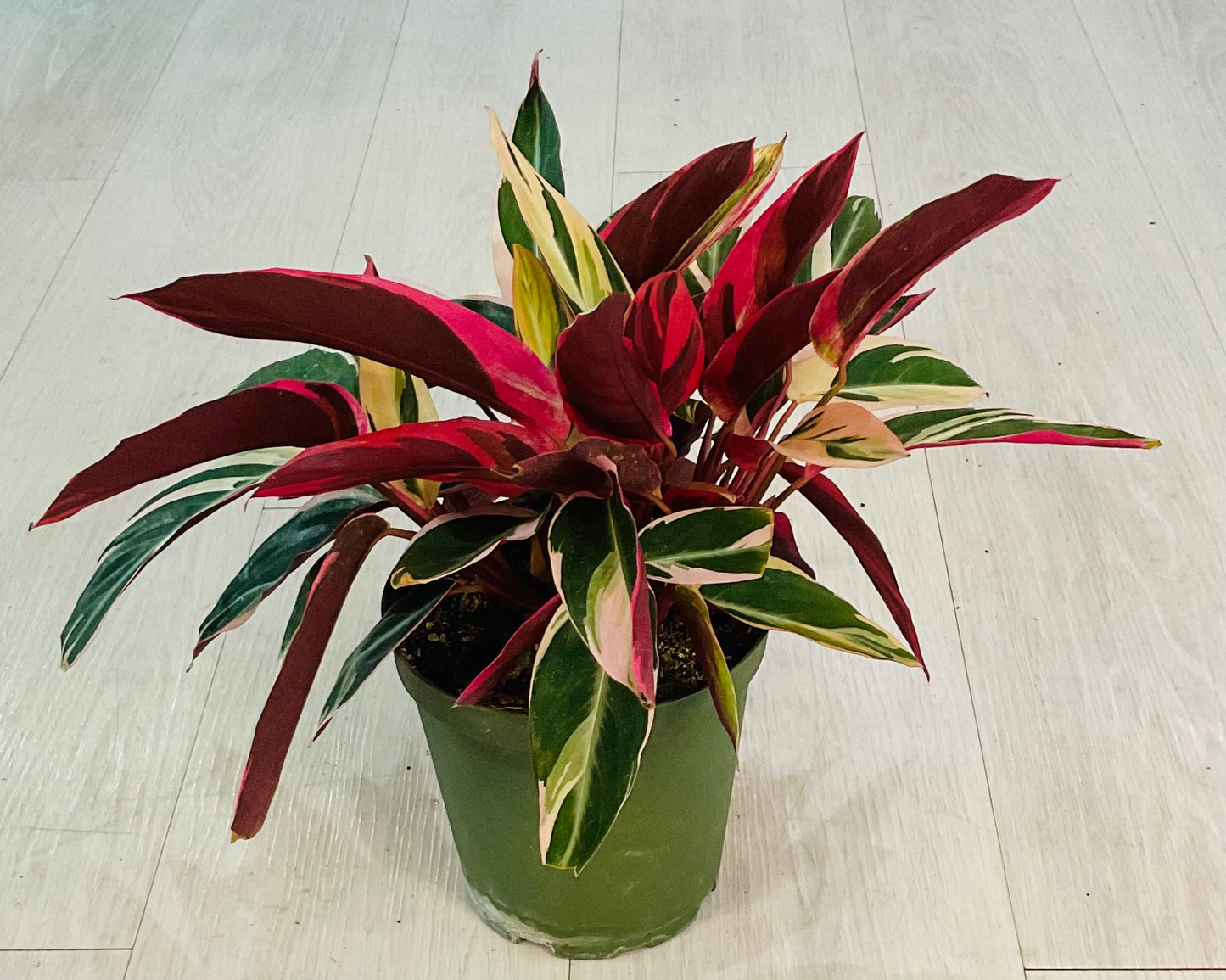 Stromanthe Triostar