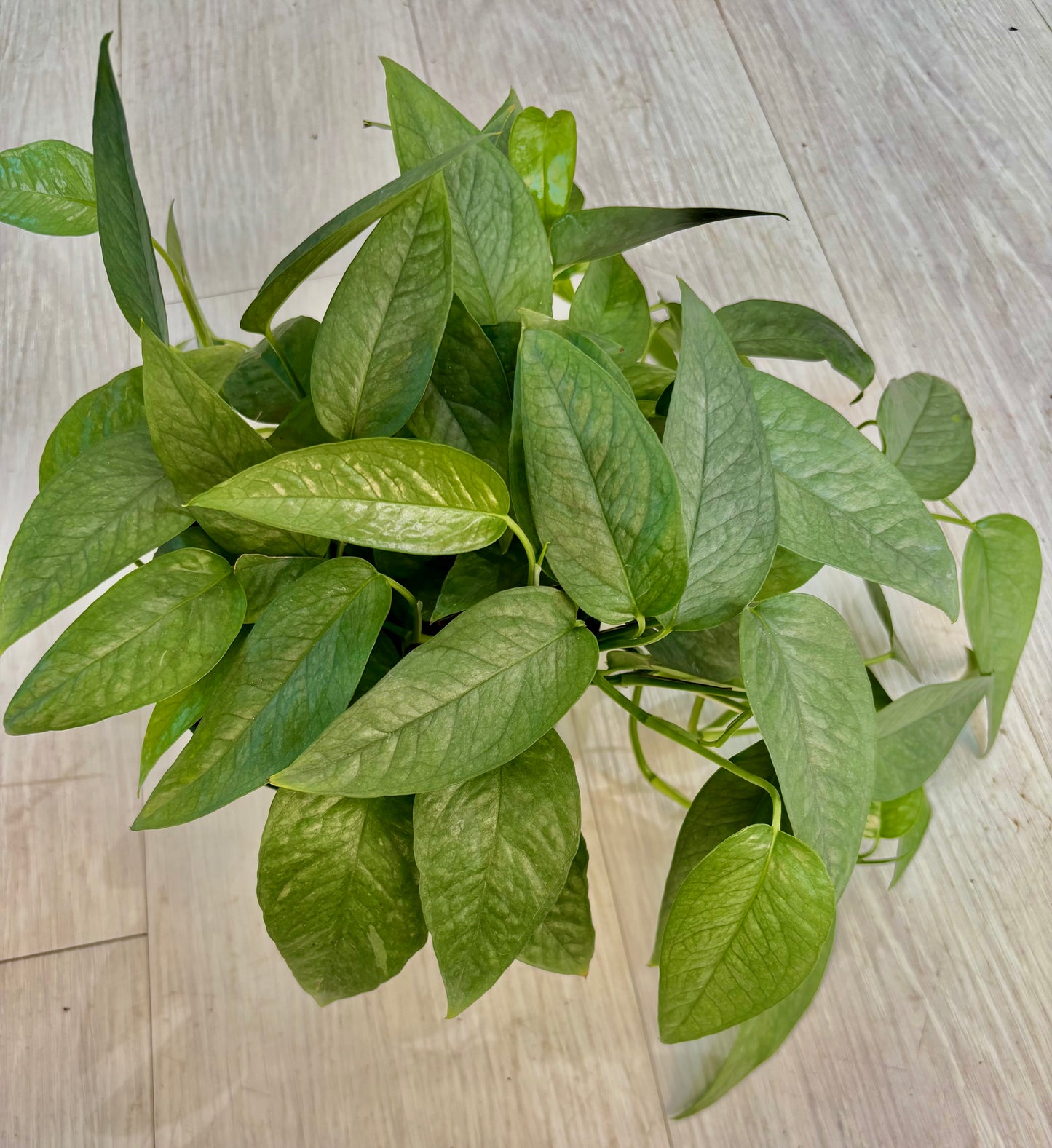 Cebu Blue Pothos