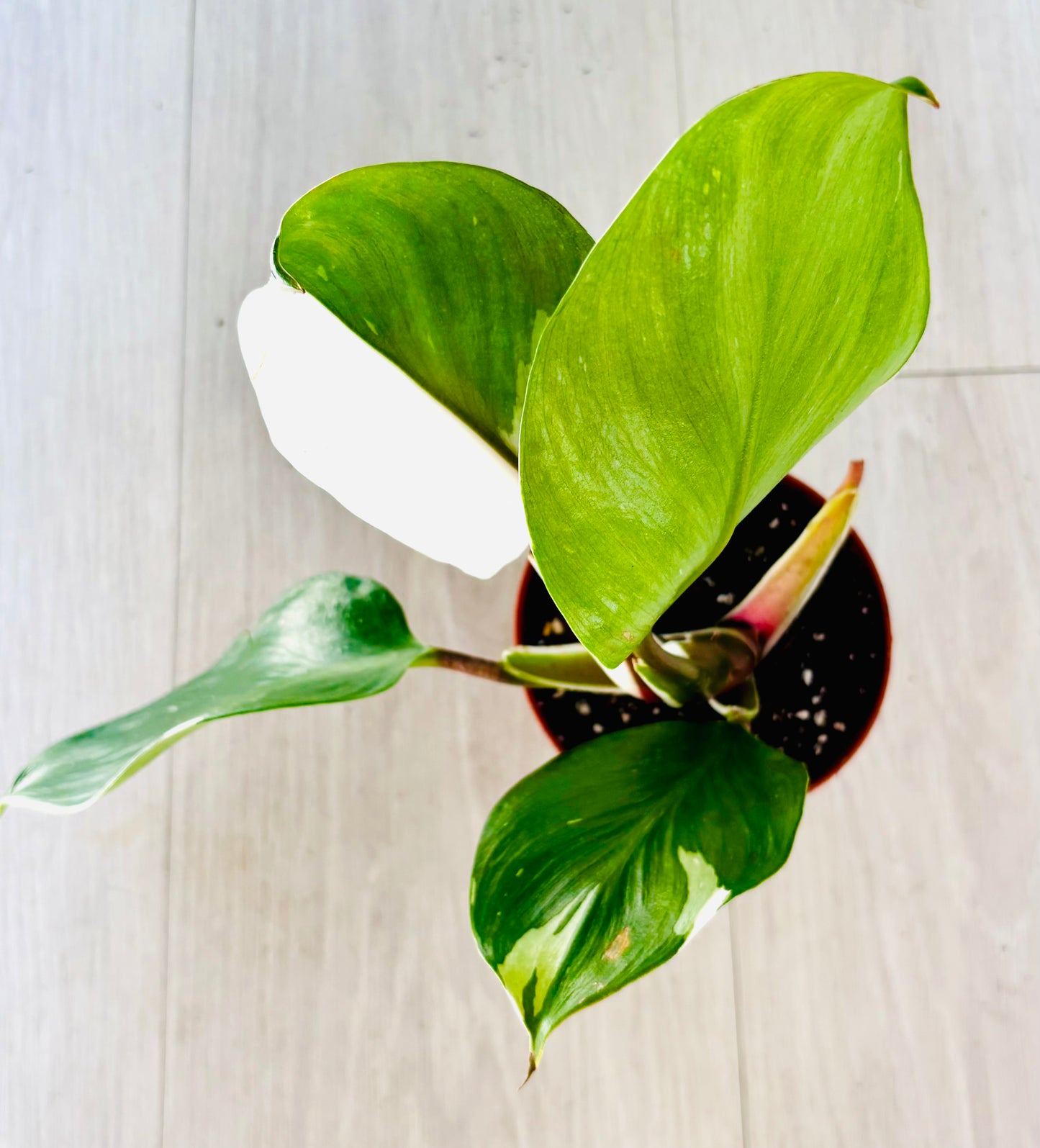 White Knight Philodendron