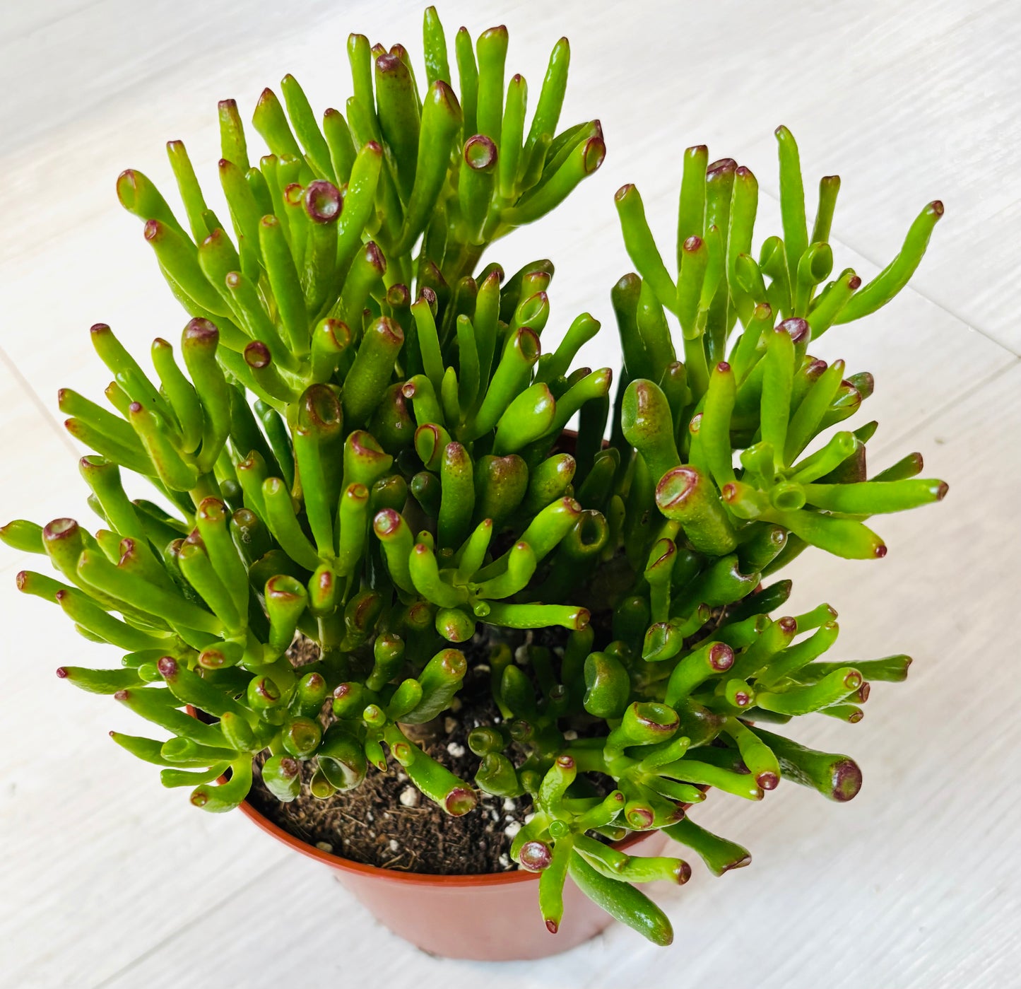 Gollum Jade