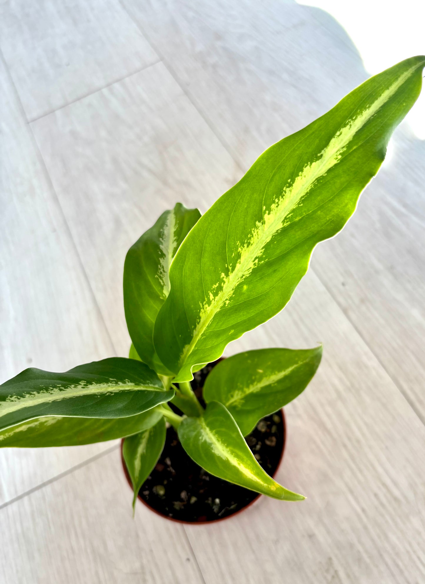Cougar Dieffenbachia