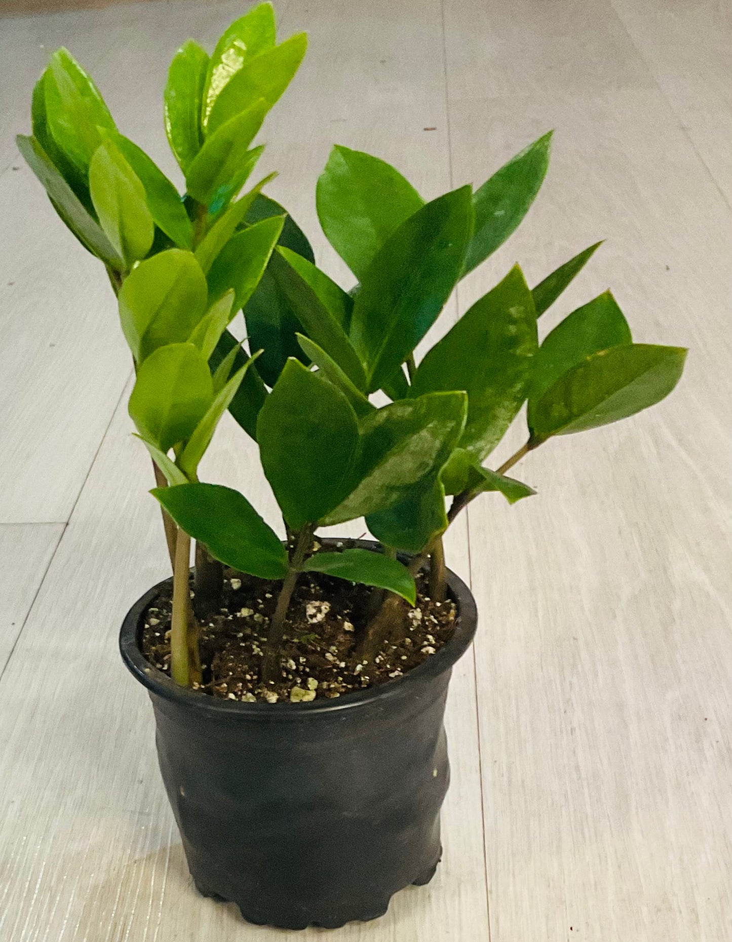 ZZ Plant
