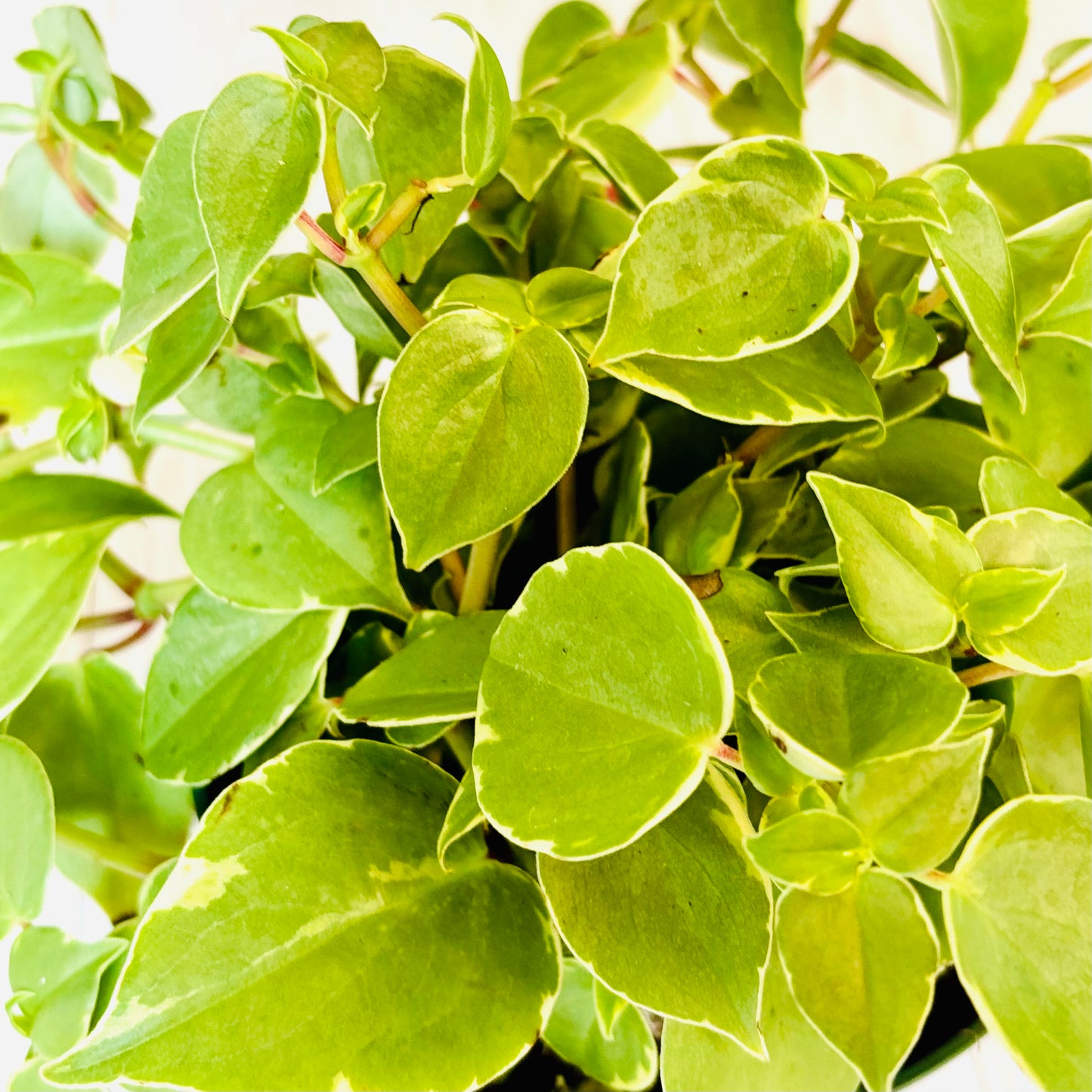 Cupid Peperomia