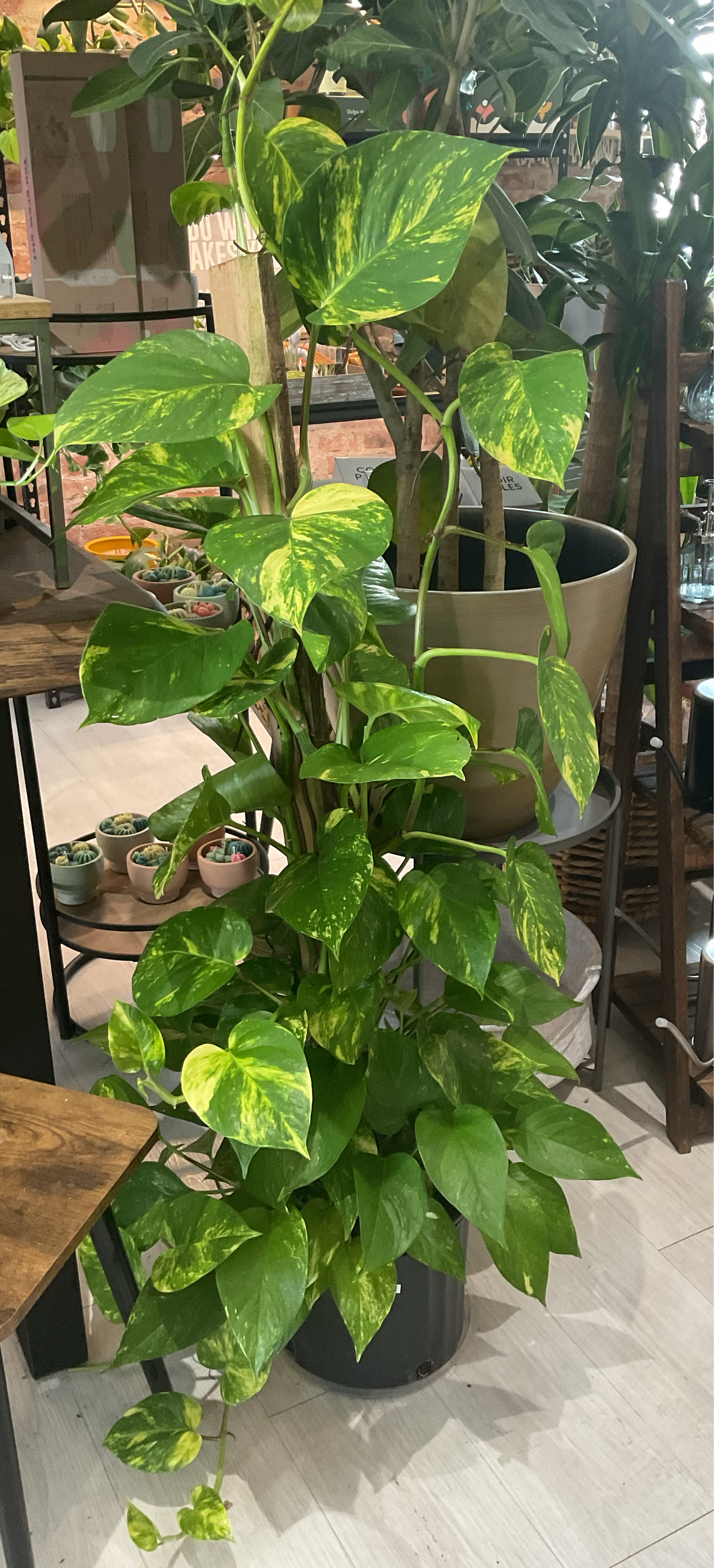 Golden Pothos