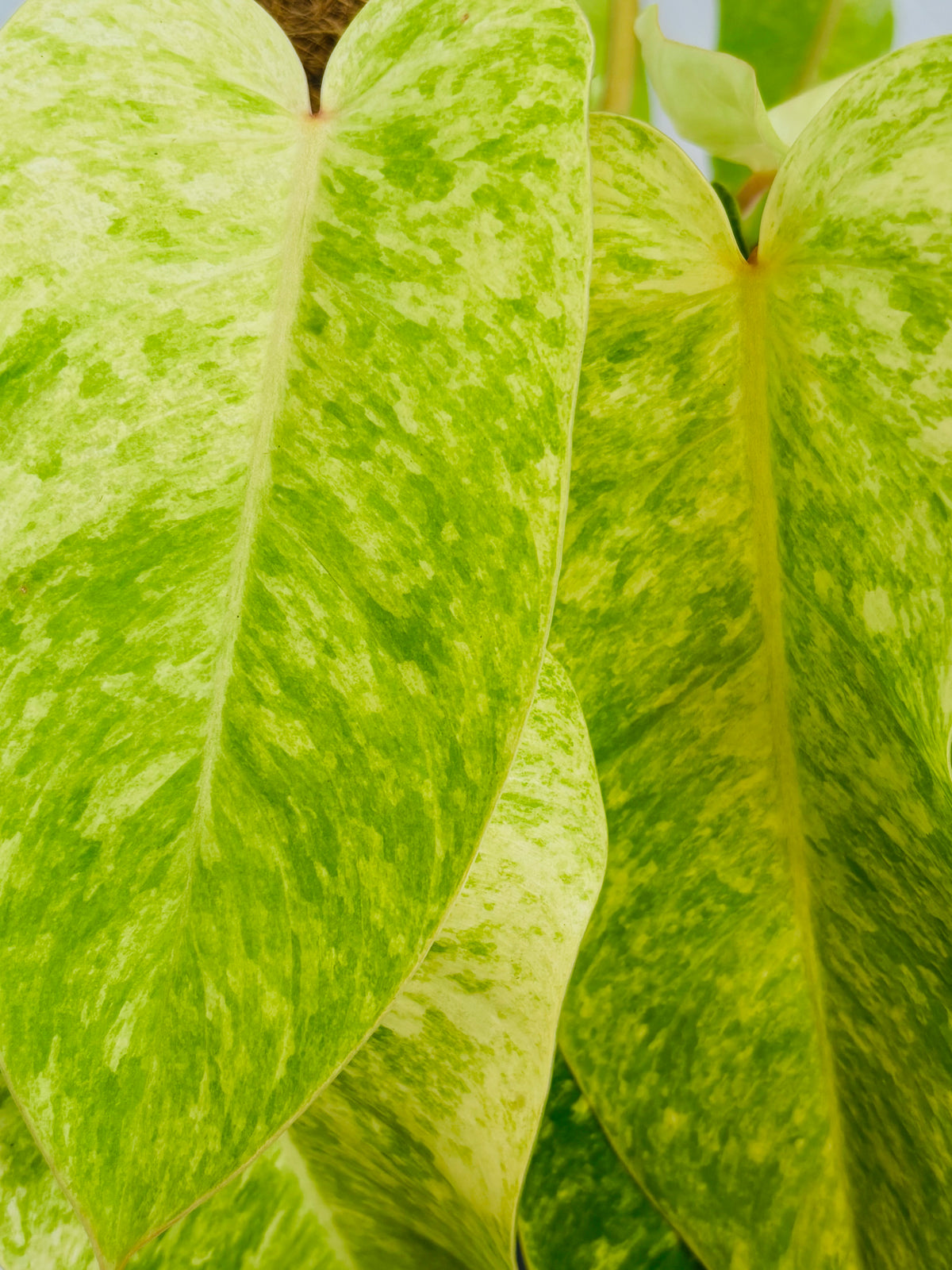 Painted Lady Philodendron