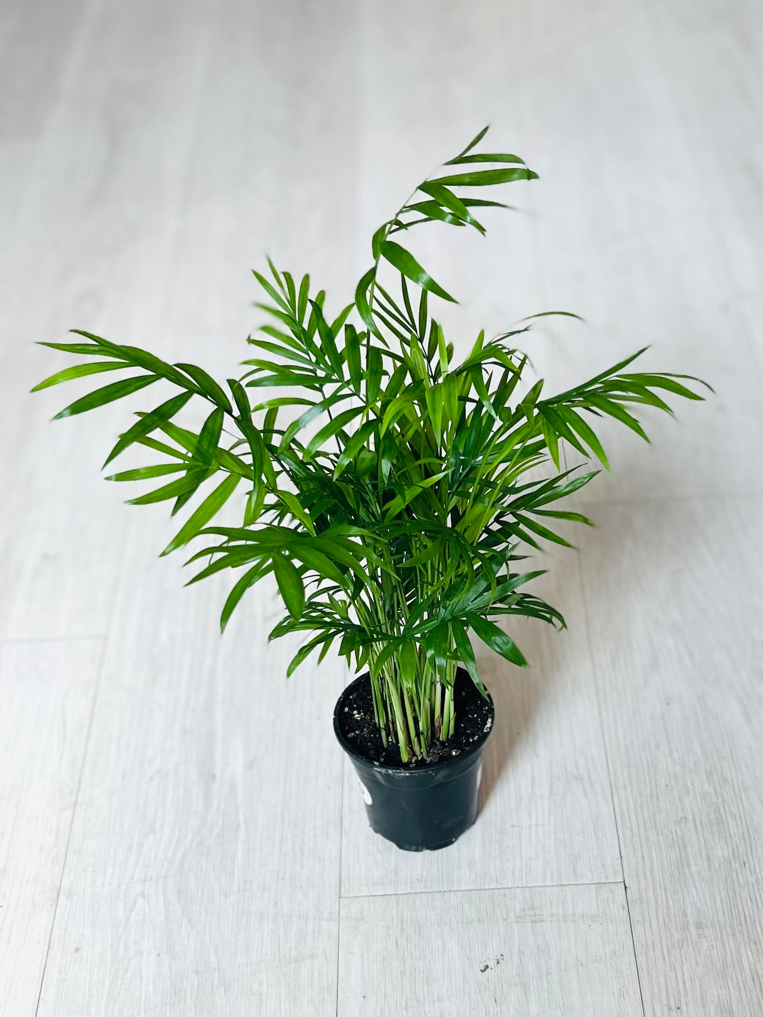 succulent that looks like little palm tree Neanthe Bella Palm 4"