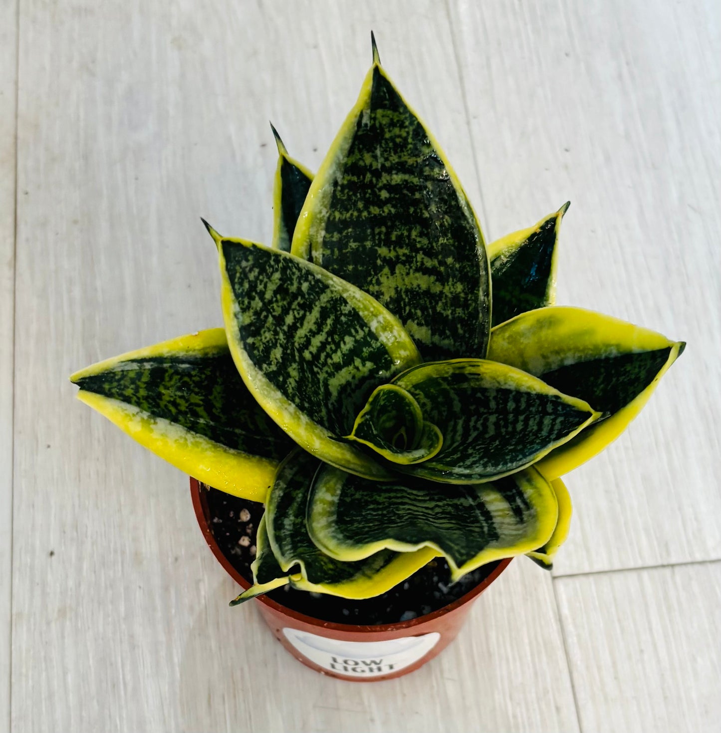 Gold Hahnii Snake Plant