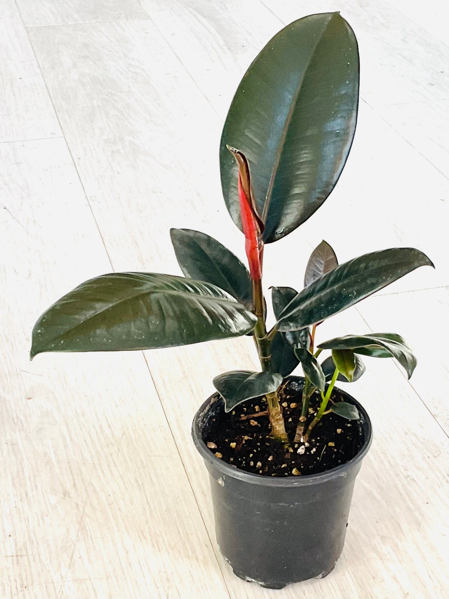 Burgundy Rubber Plant