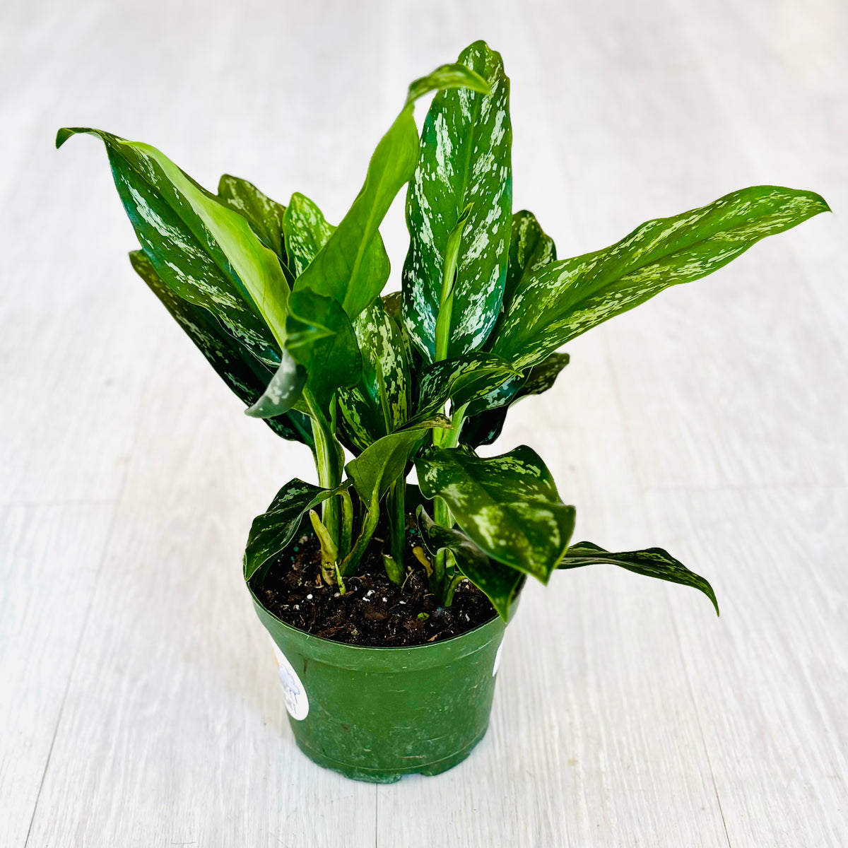 Maria Aglaonema