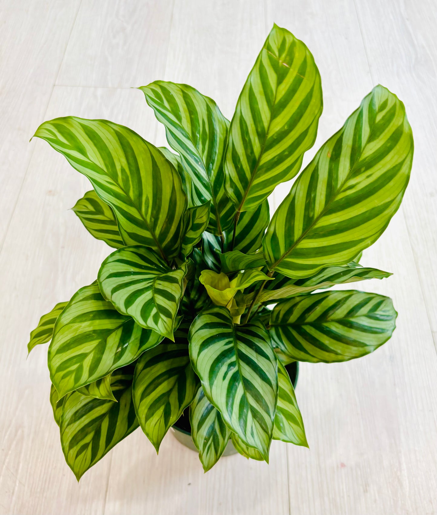 Calathea Freddie