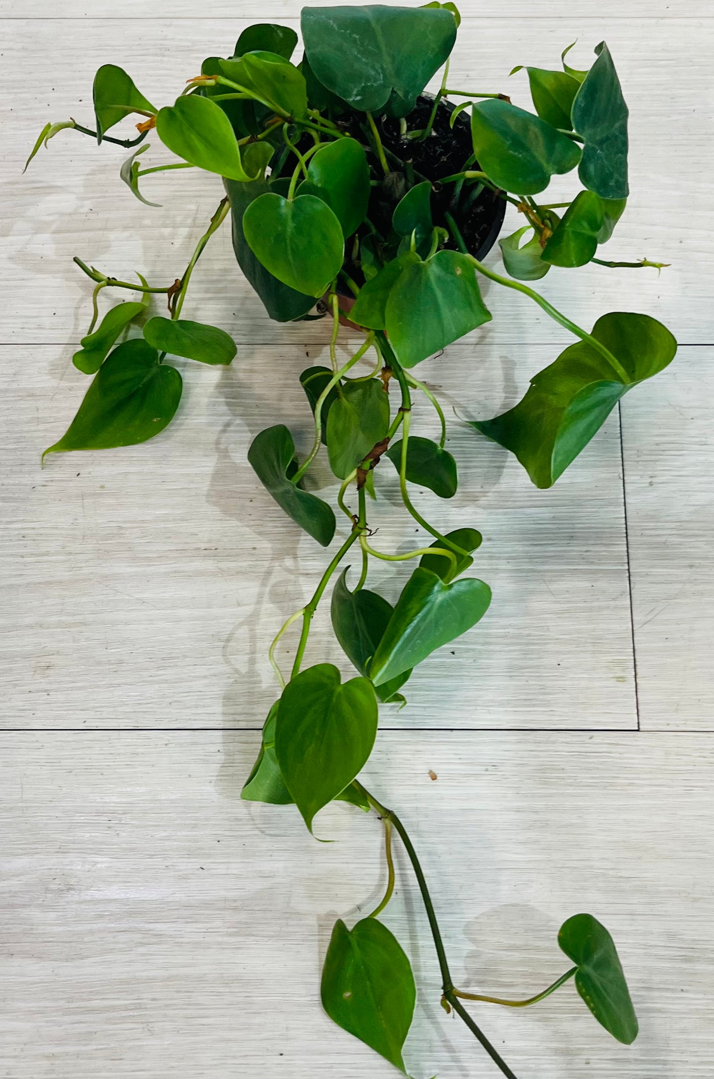 Heartleaf Philodendron
