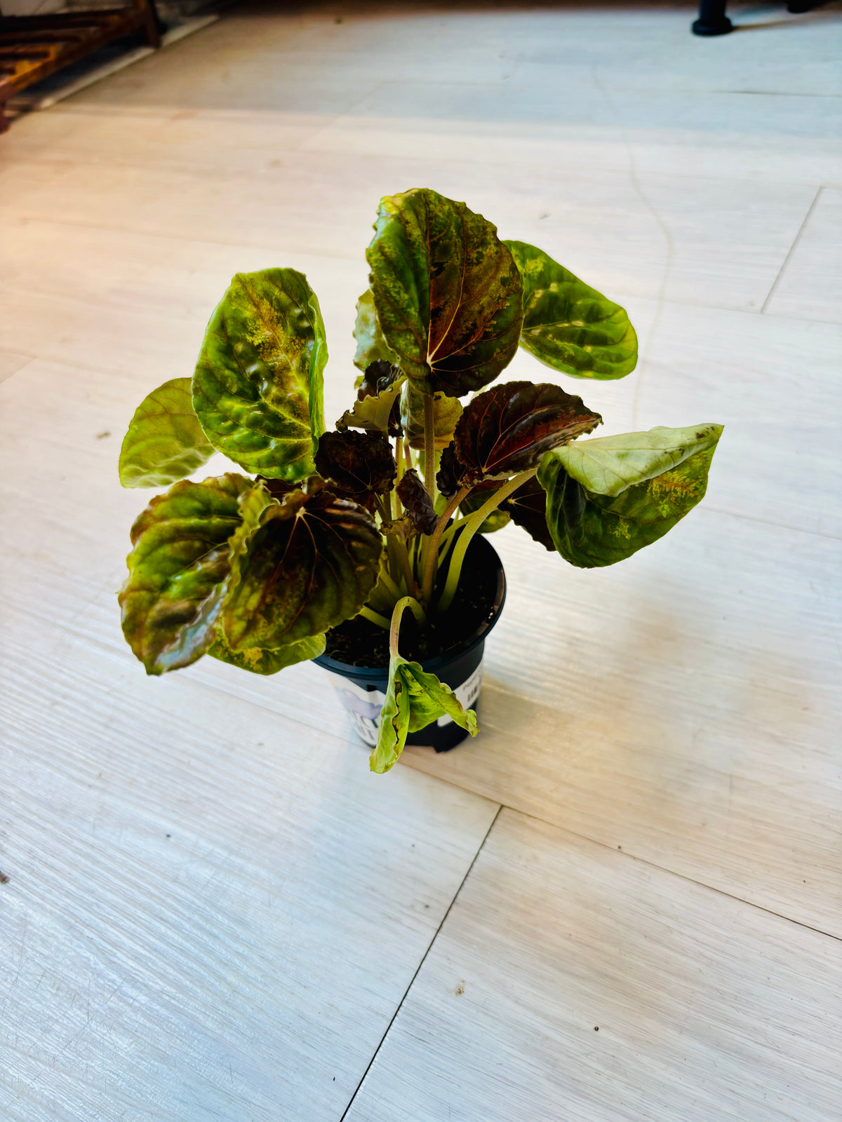 Peperomia Caperata