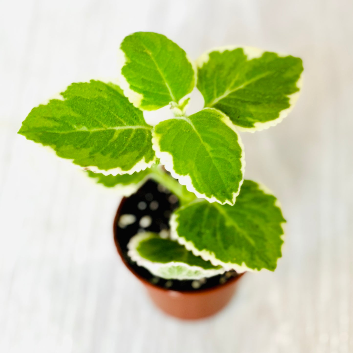 Houseplants - Assorted 2"