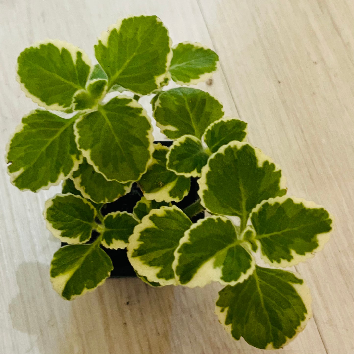 Houseplants - Assorted 3"