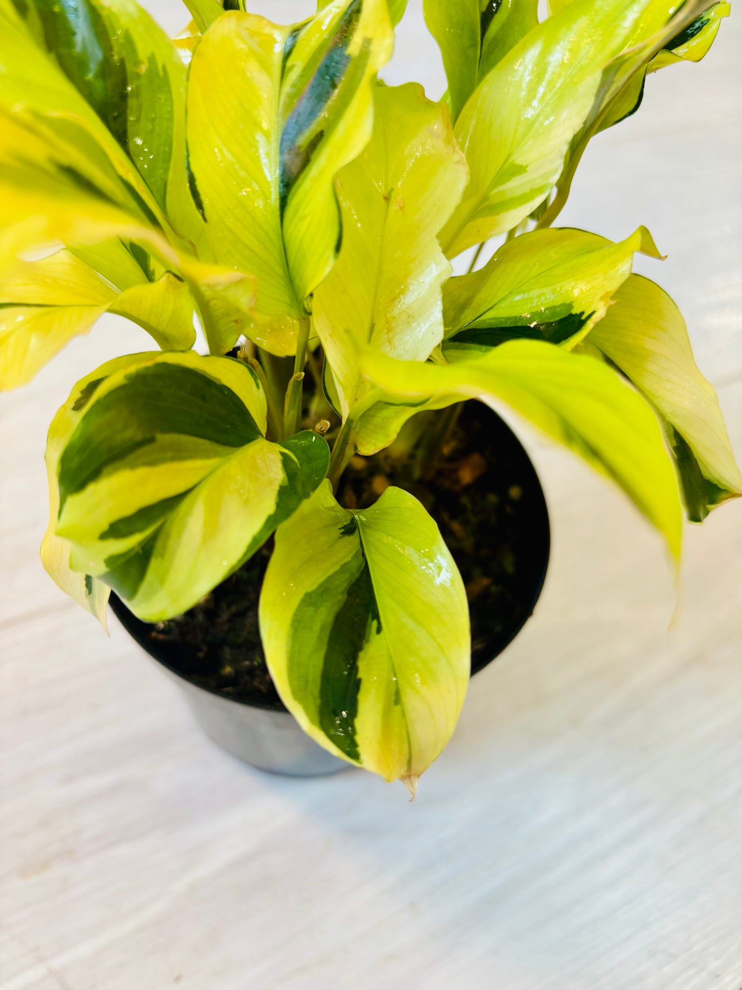 Yellow Fusion Calathea