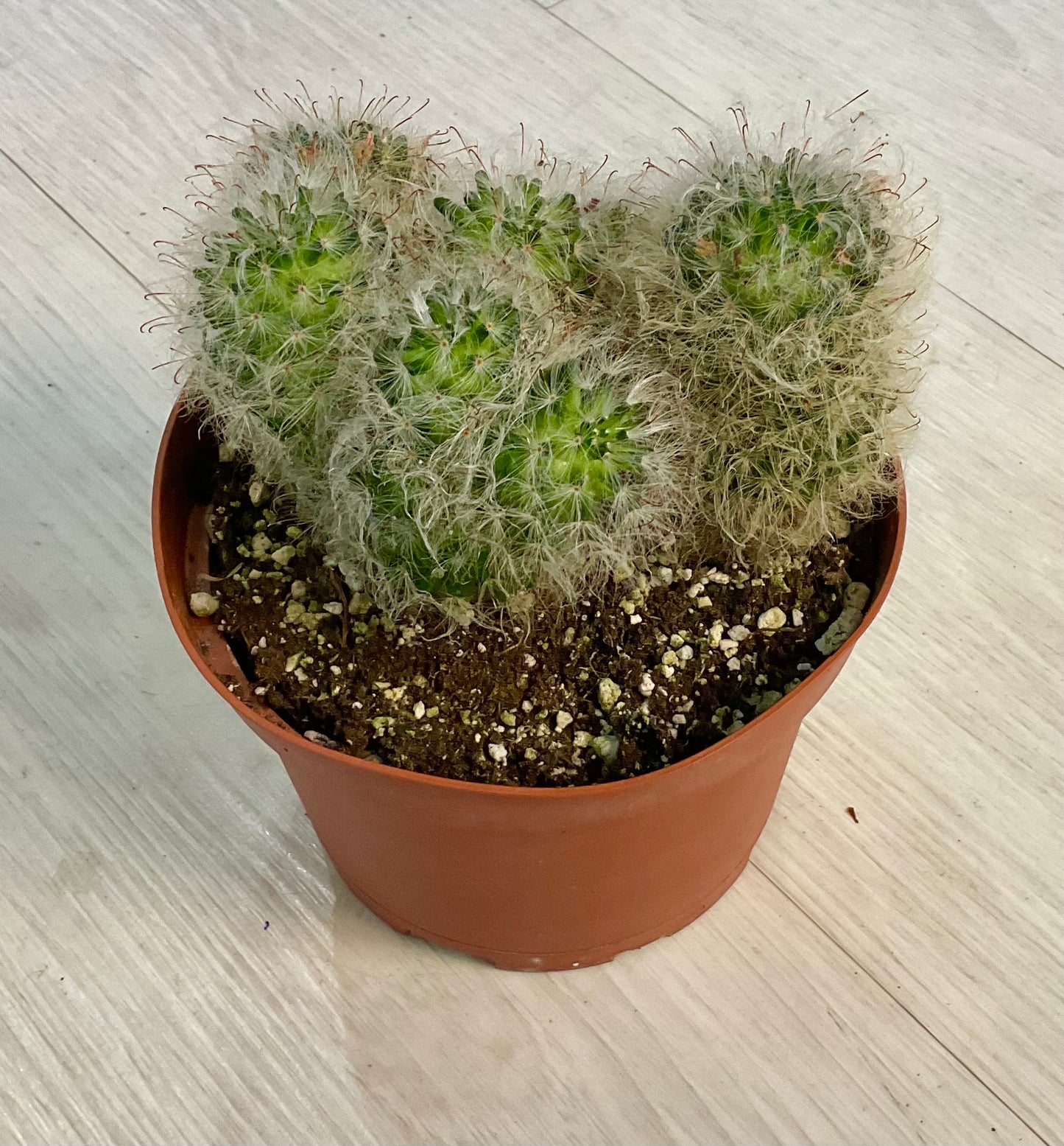 Powder Puff Cactus 6"