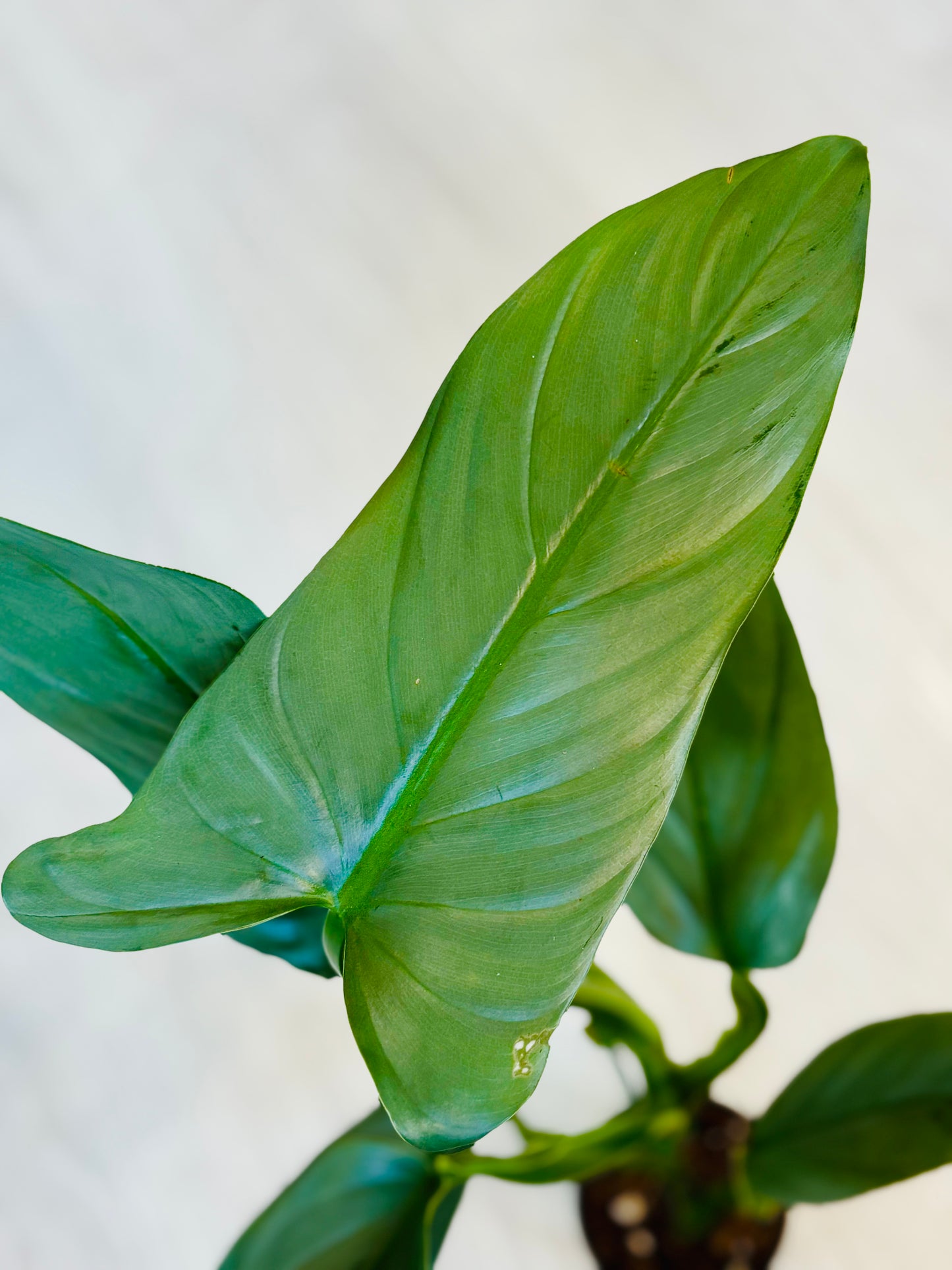 Silver Sword Philodendron
