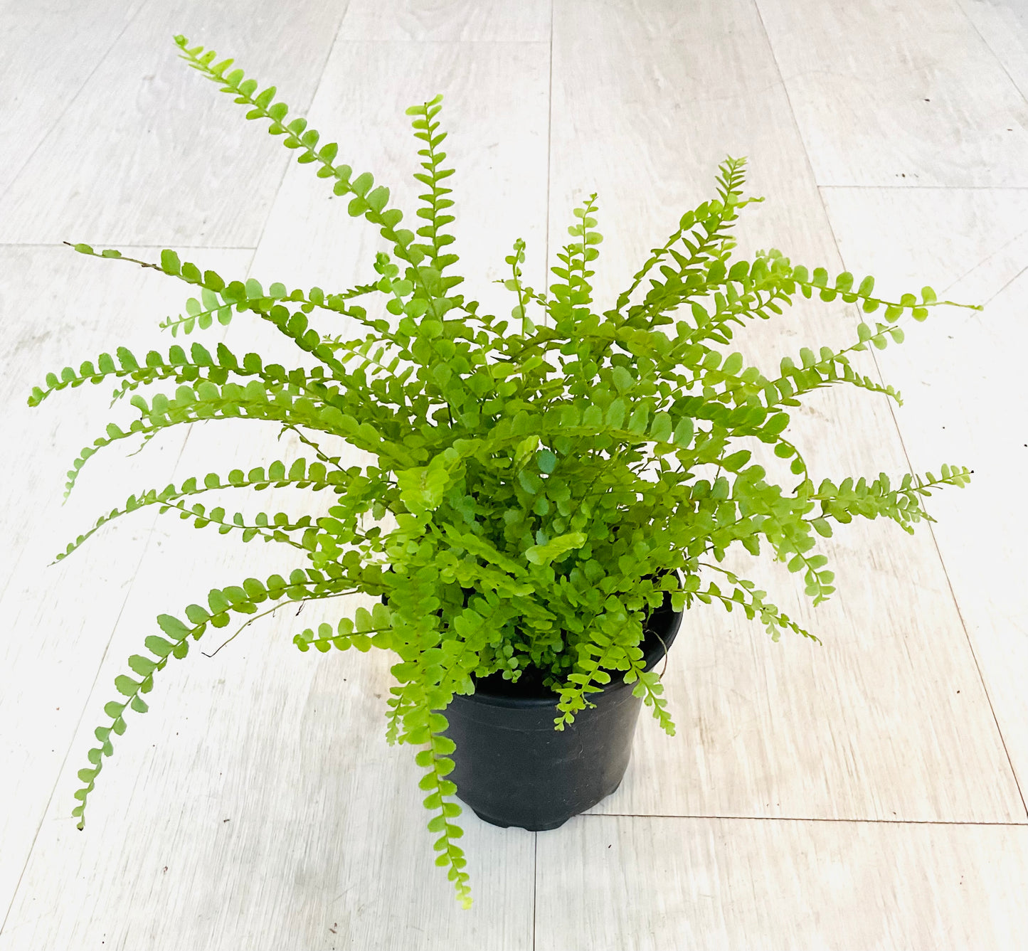 Lemon Button Fern