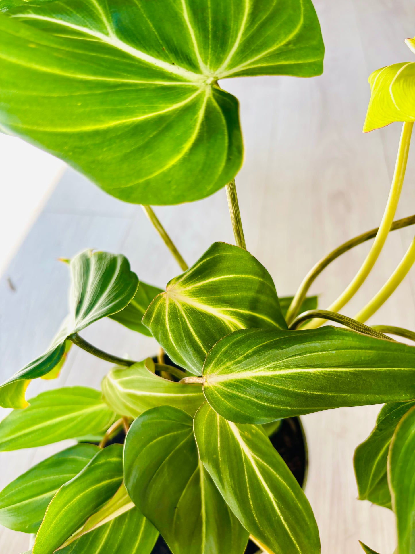 Gloriosum Philodendron