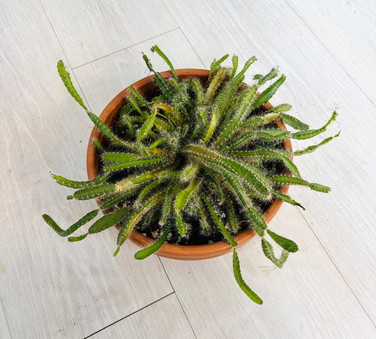 Dog Tail Cactus