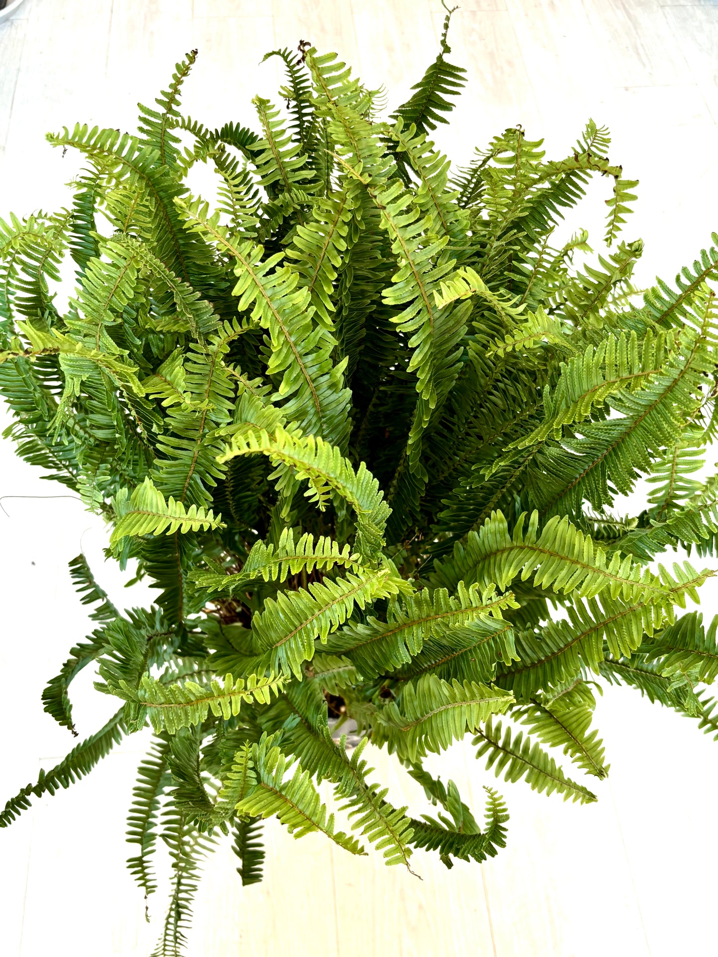 Kimberly Queen Fern