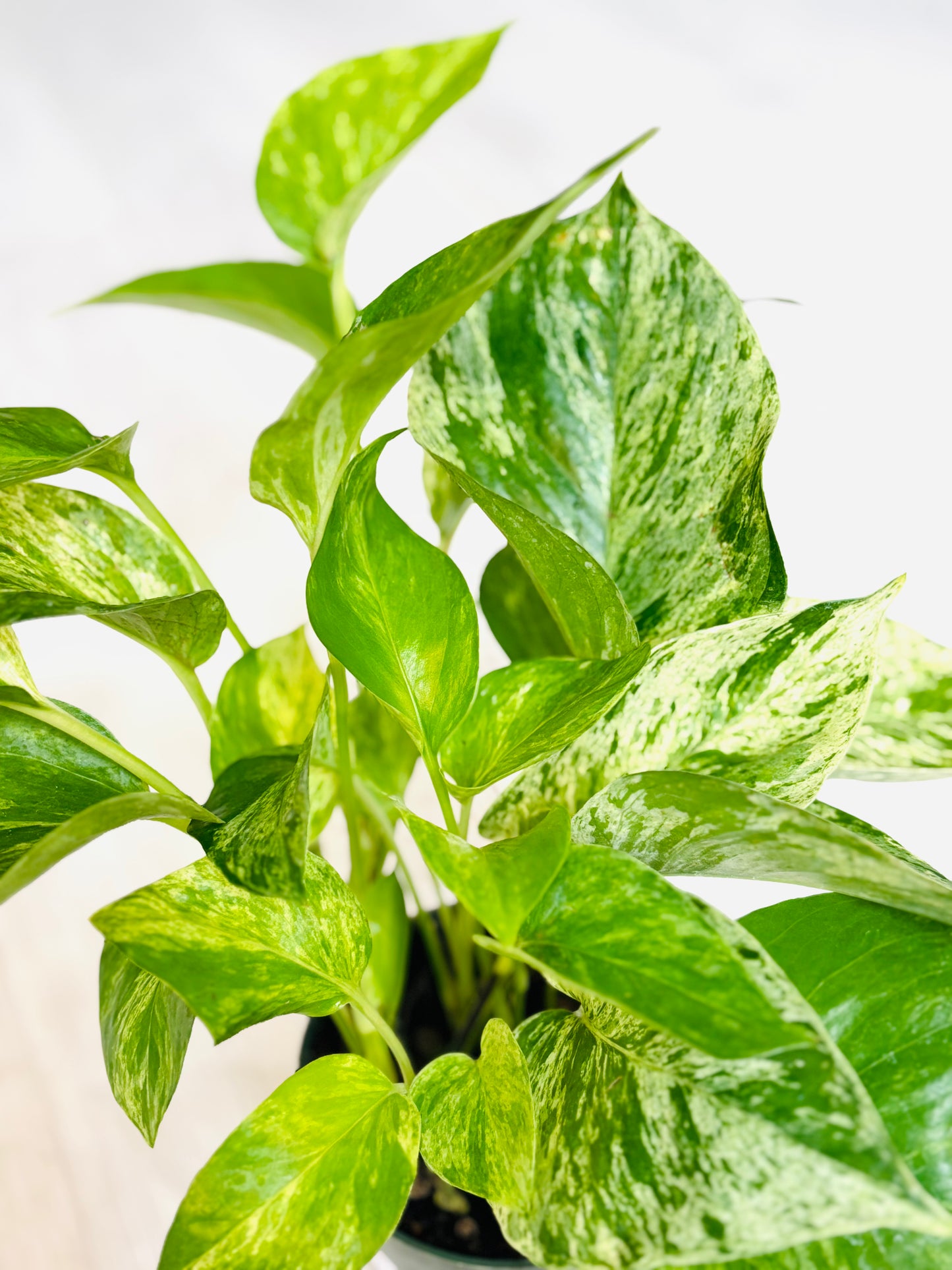 Marble Queen Pothos