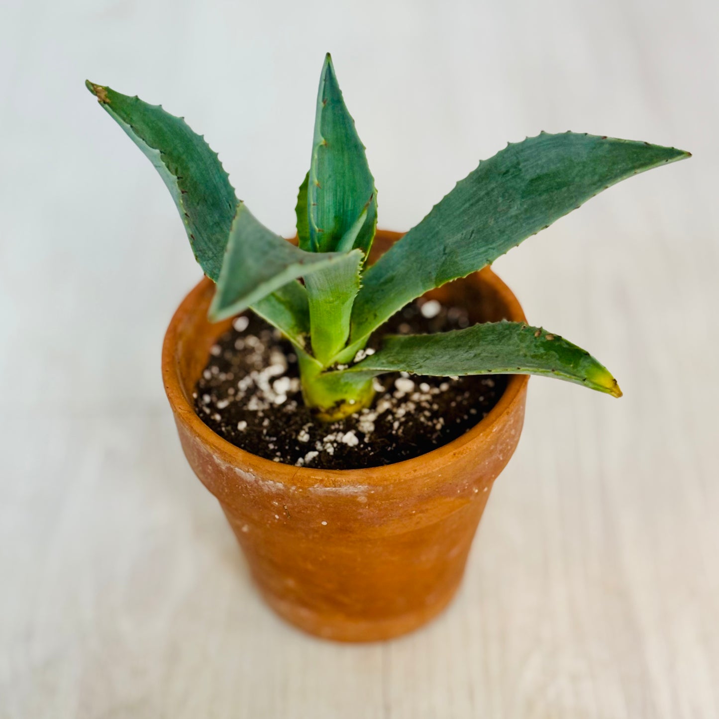 Blue Agave