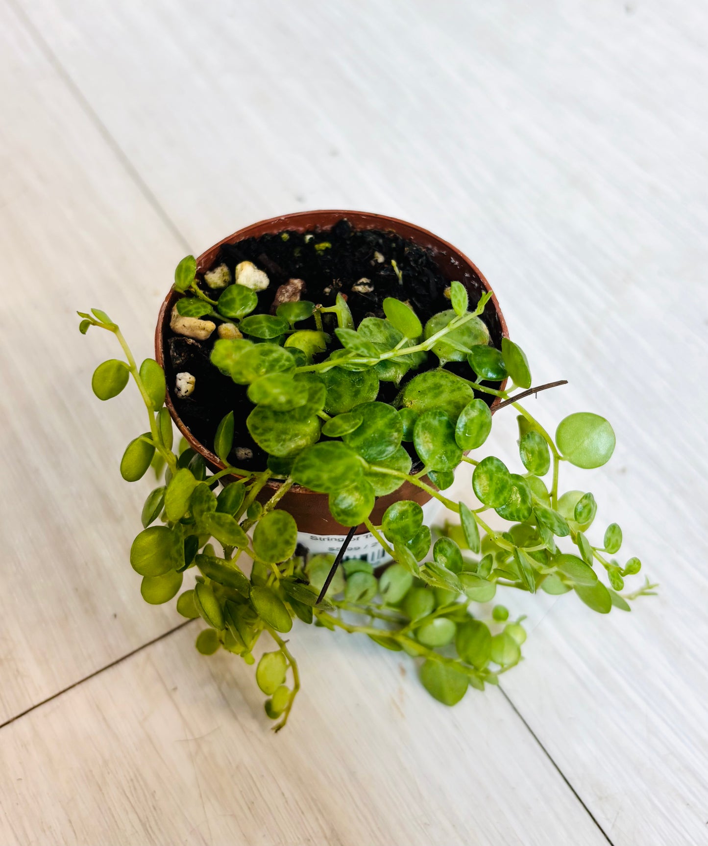 String of Turtles