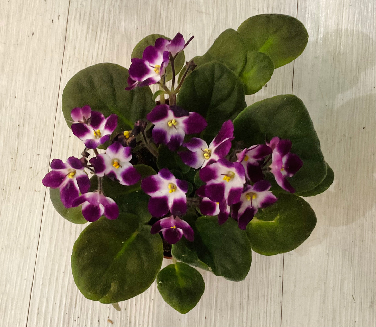 African Violet