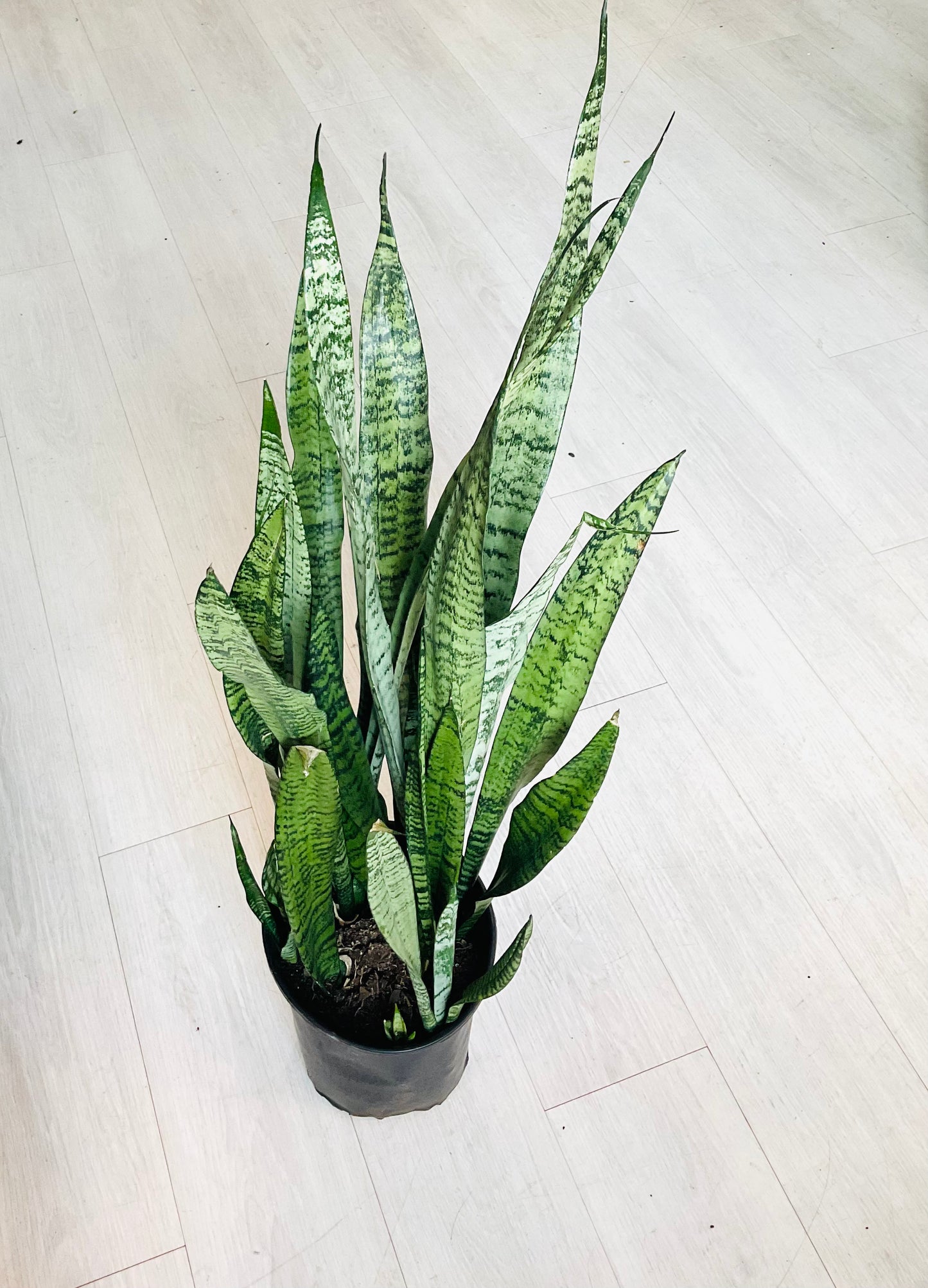 Zeylanica Snake Plant