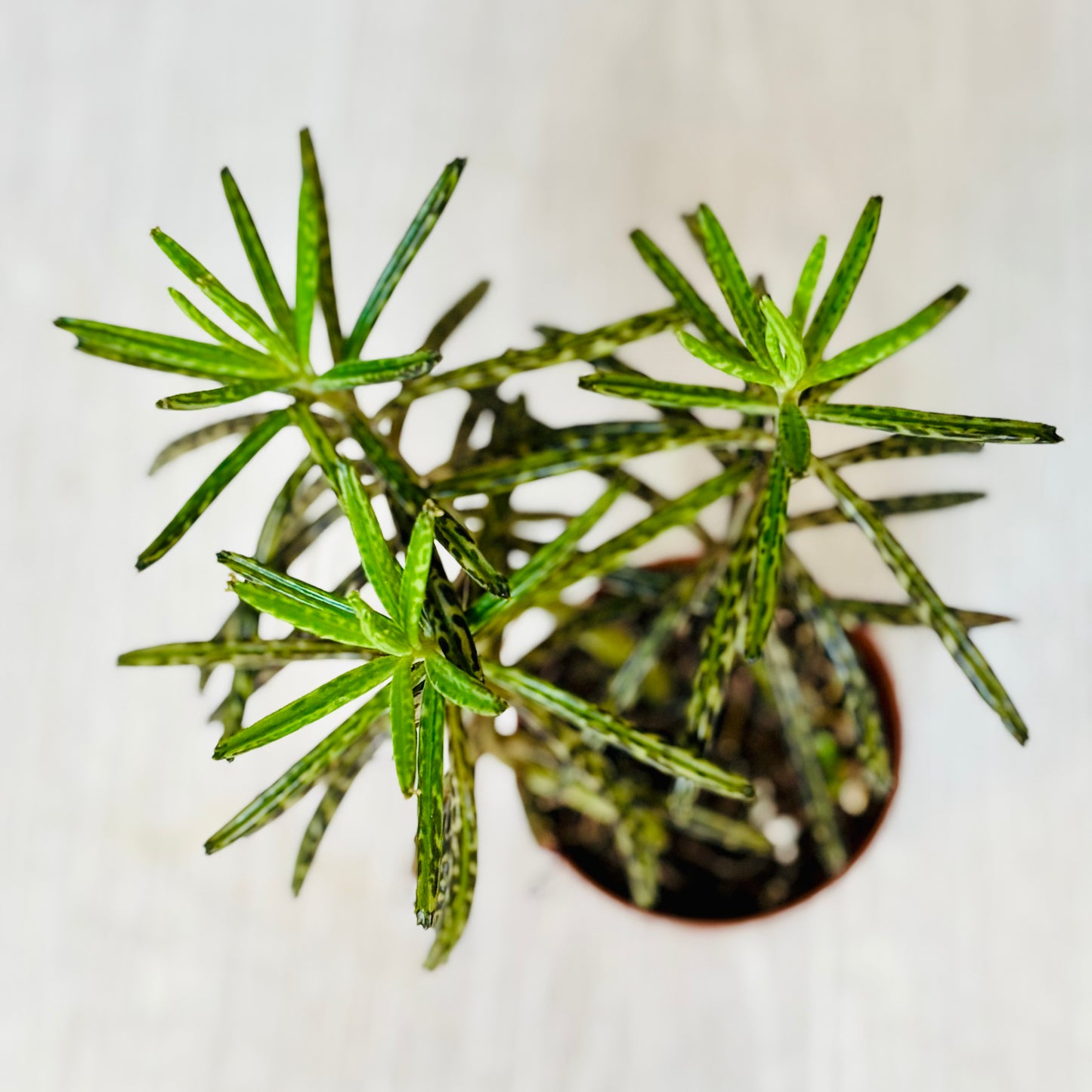 Succulents - Assorted 3"