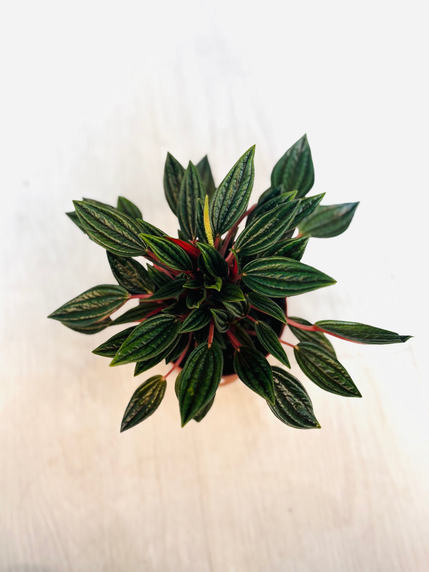 Rosso Peperomia