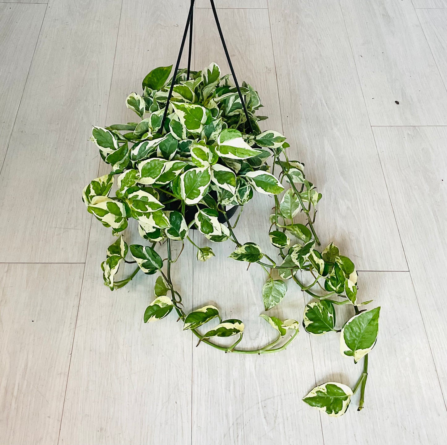 Pearls and Jade Pothos