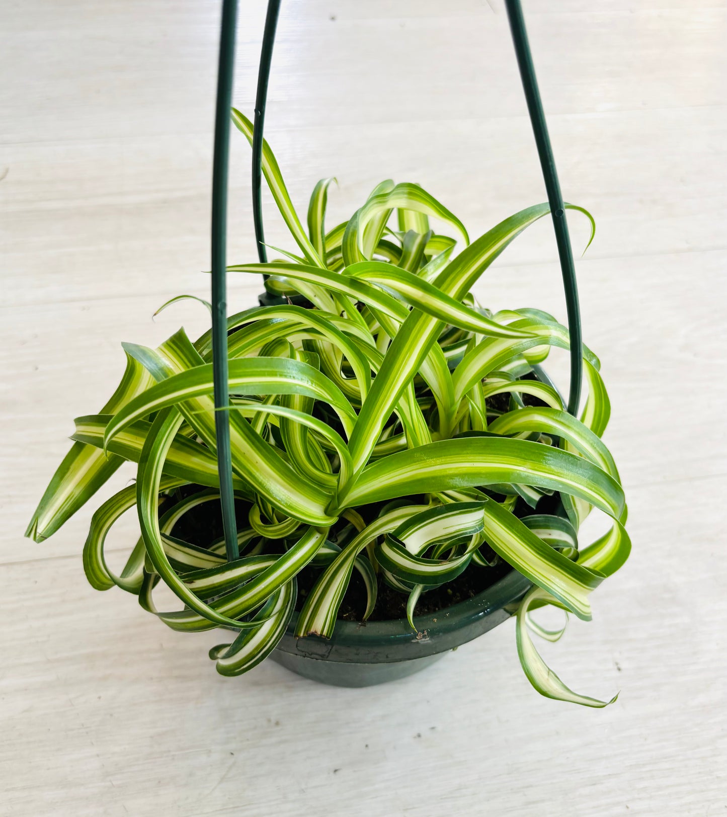 Curly Spider Plant