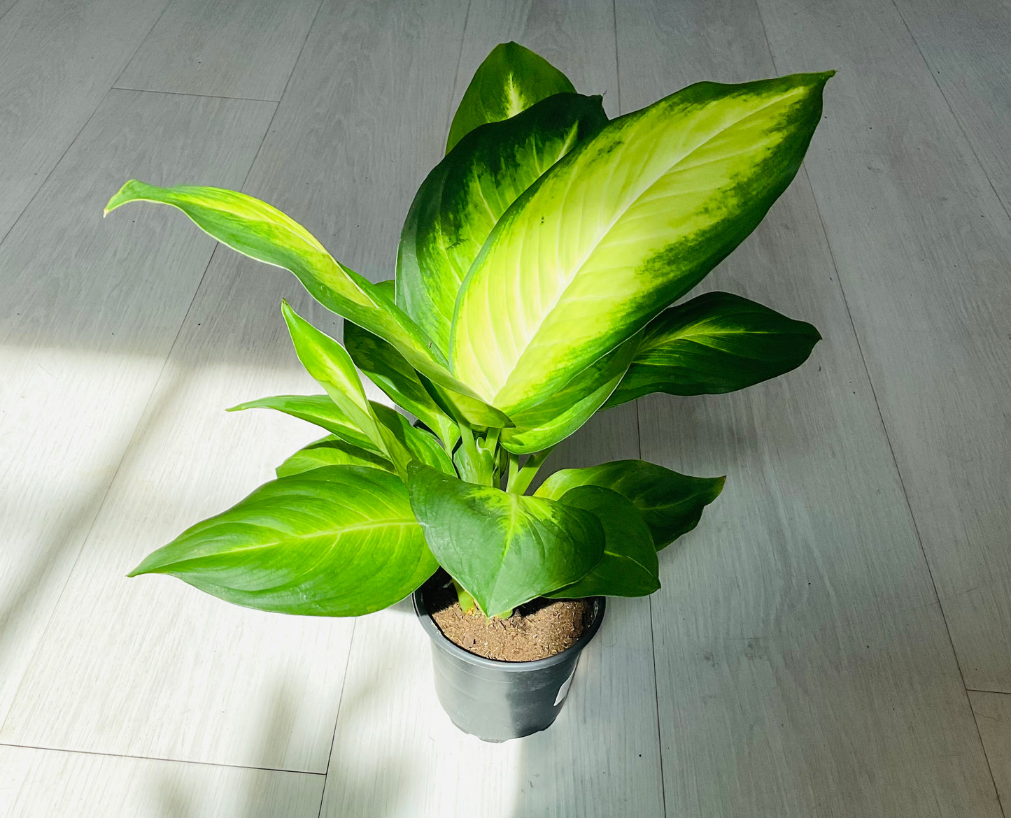 Honeydew Dieffenbachia