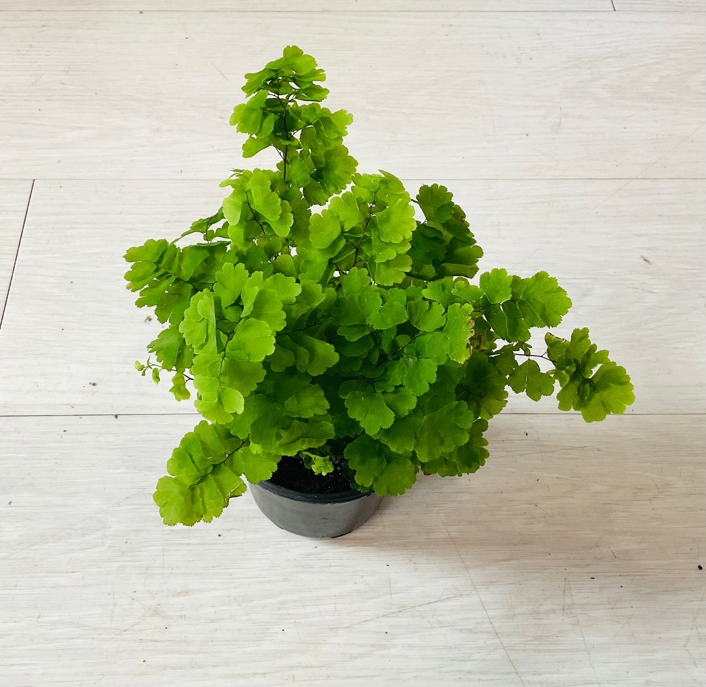 Maidenhair Fern