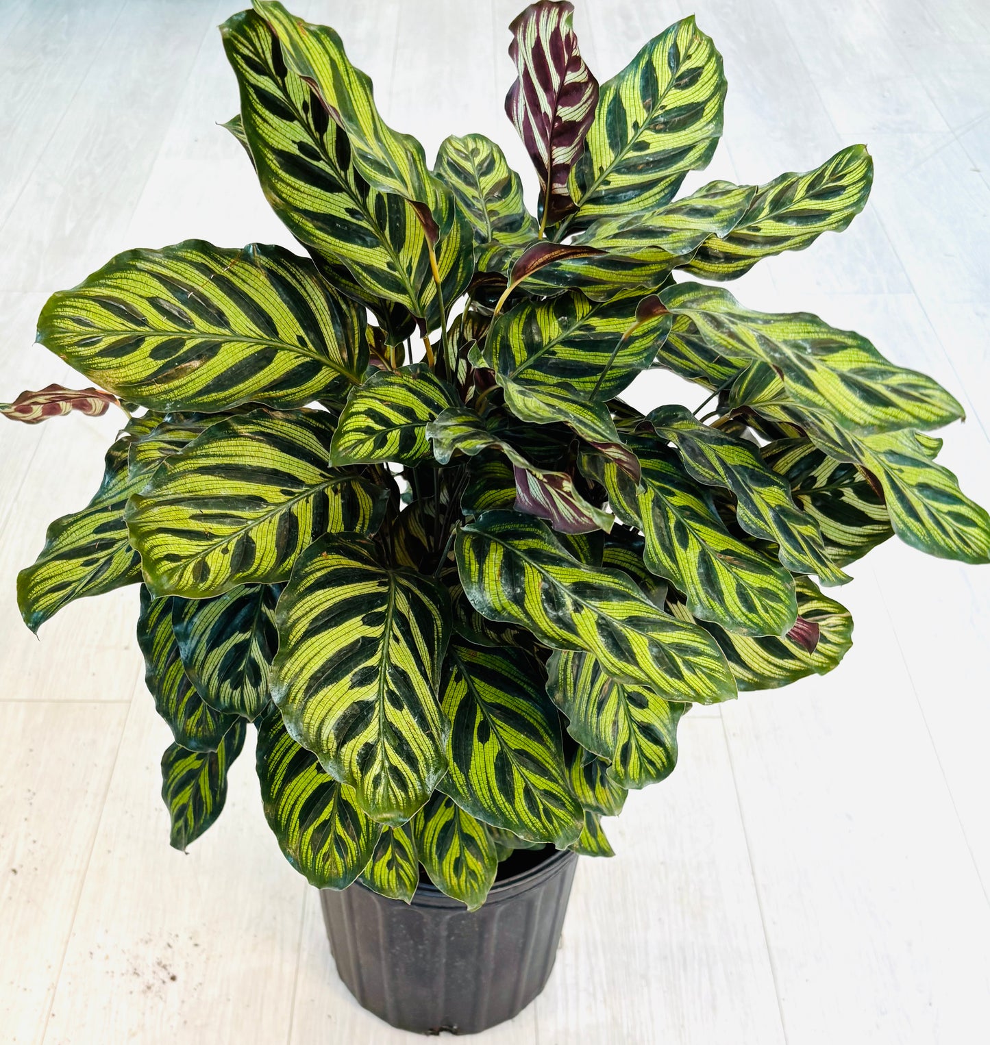 Makoyana Calathea