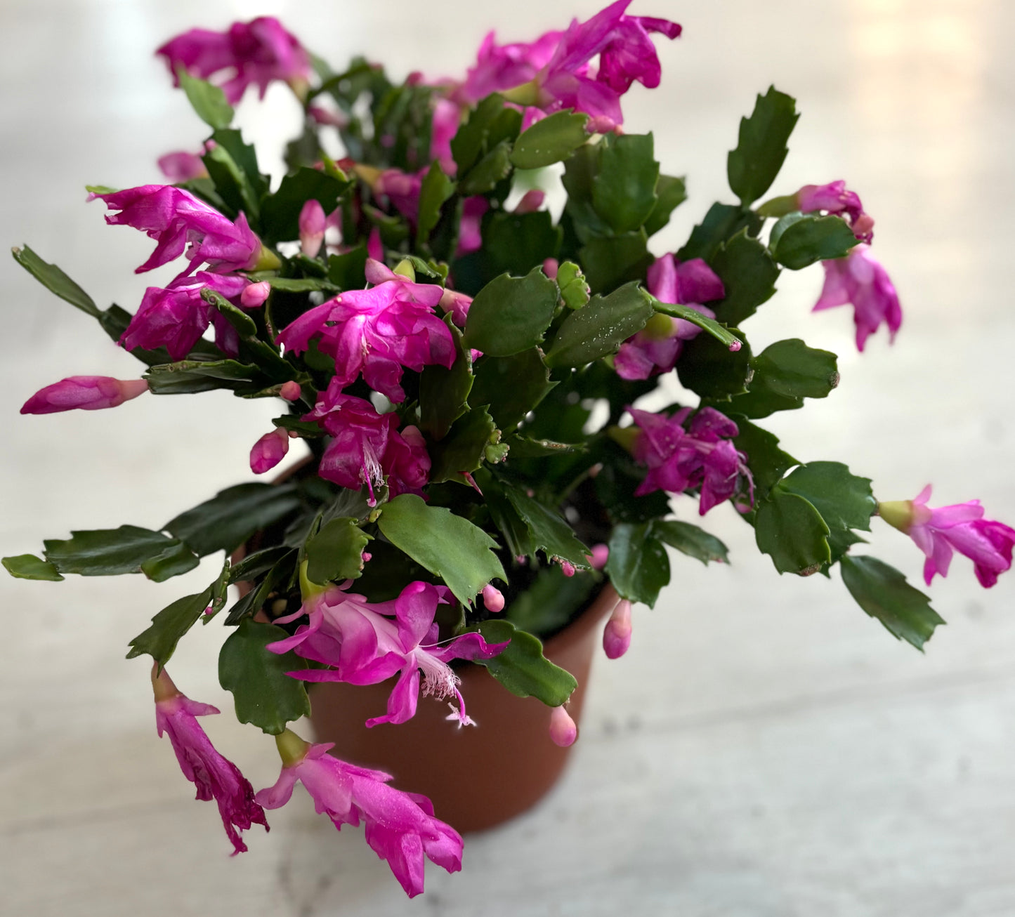 Thanksgiving Cactus