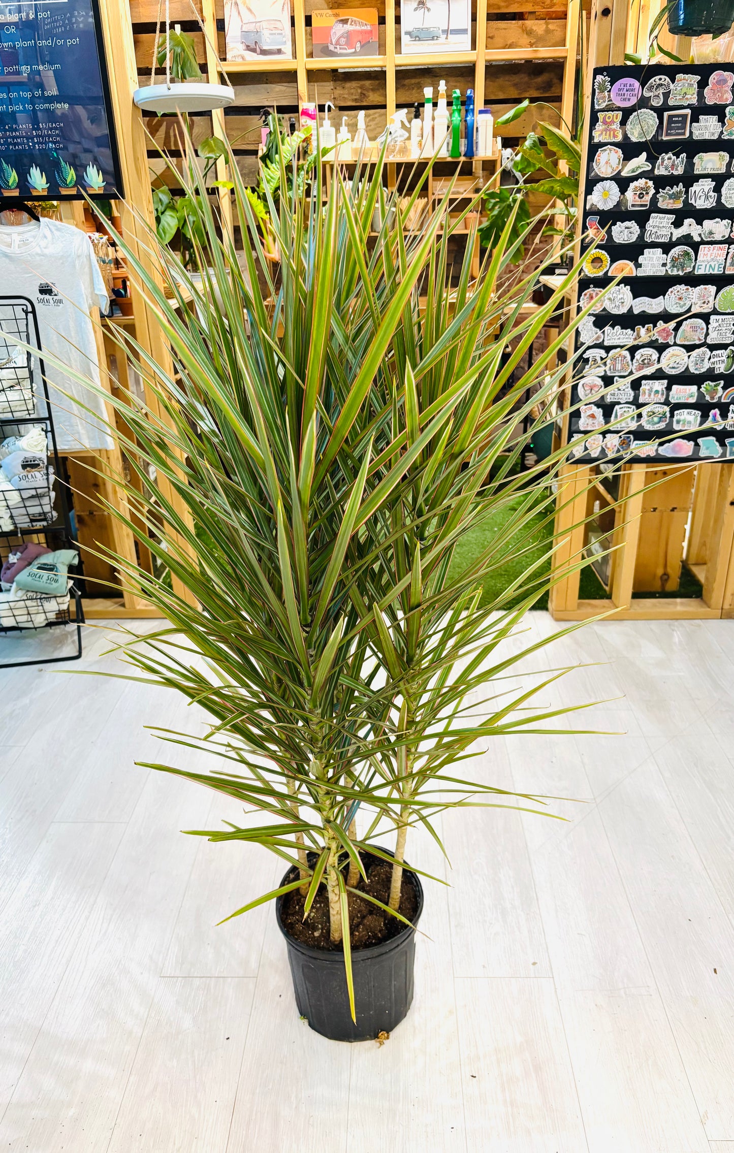 Dracaena Marginata