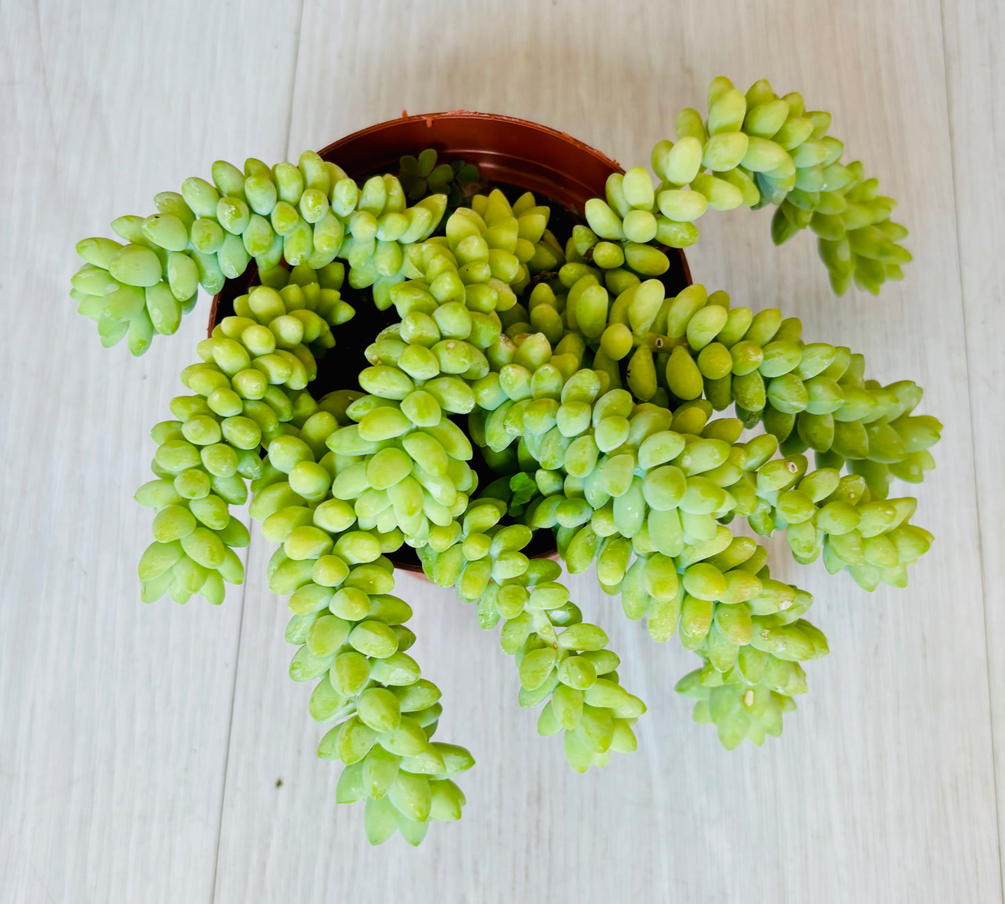 Burro's Tail