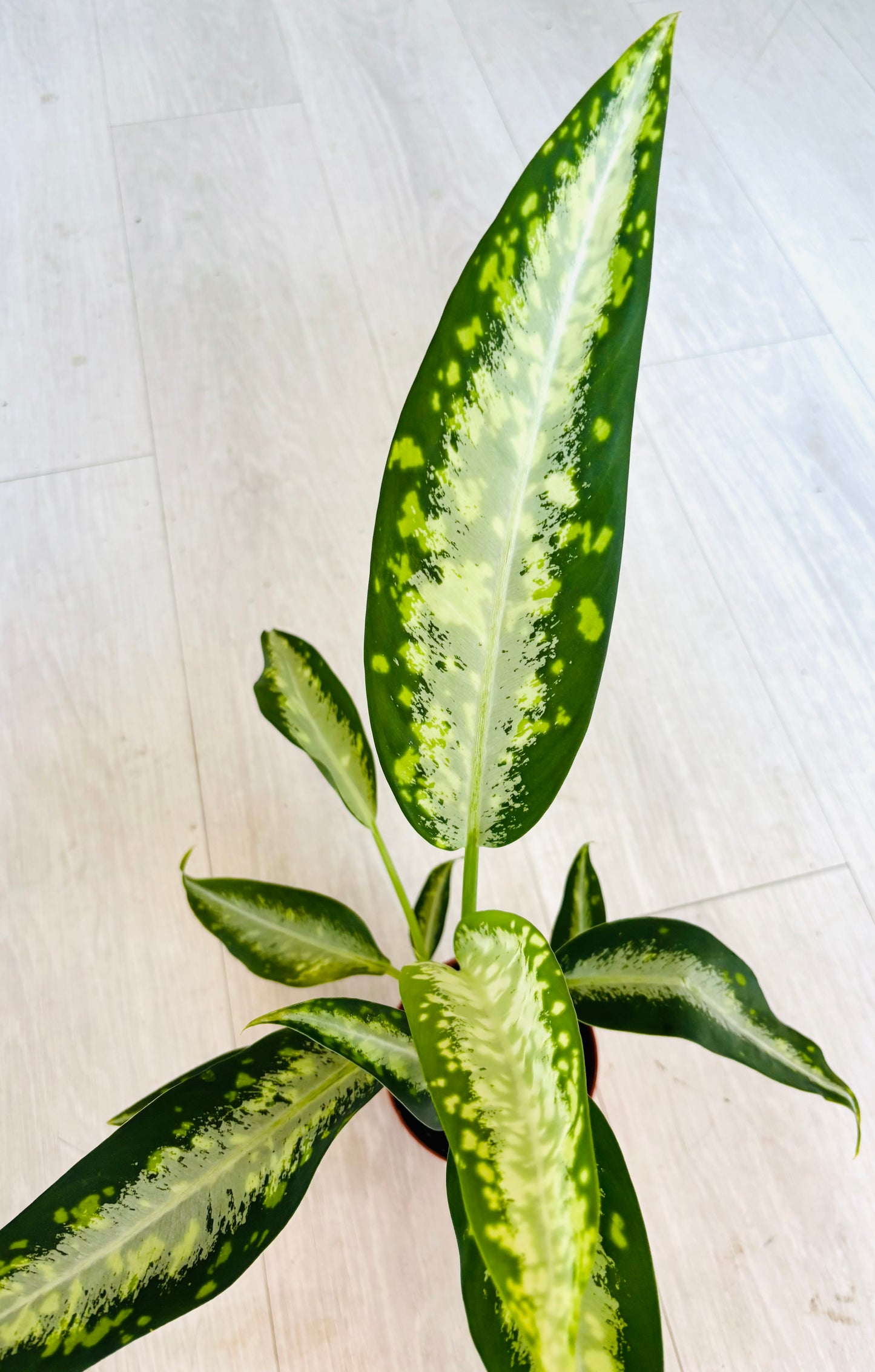Dieffenbachia Panther