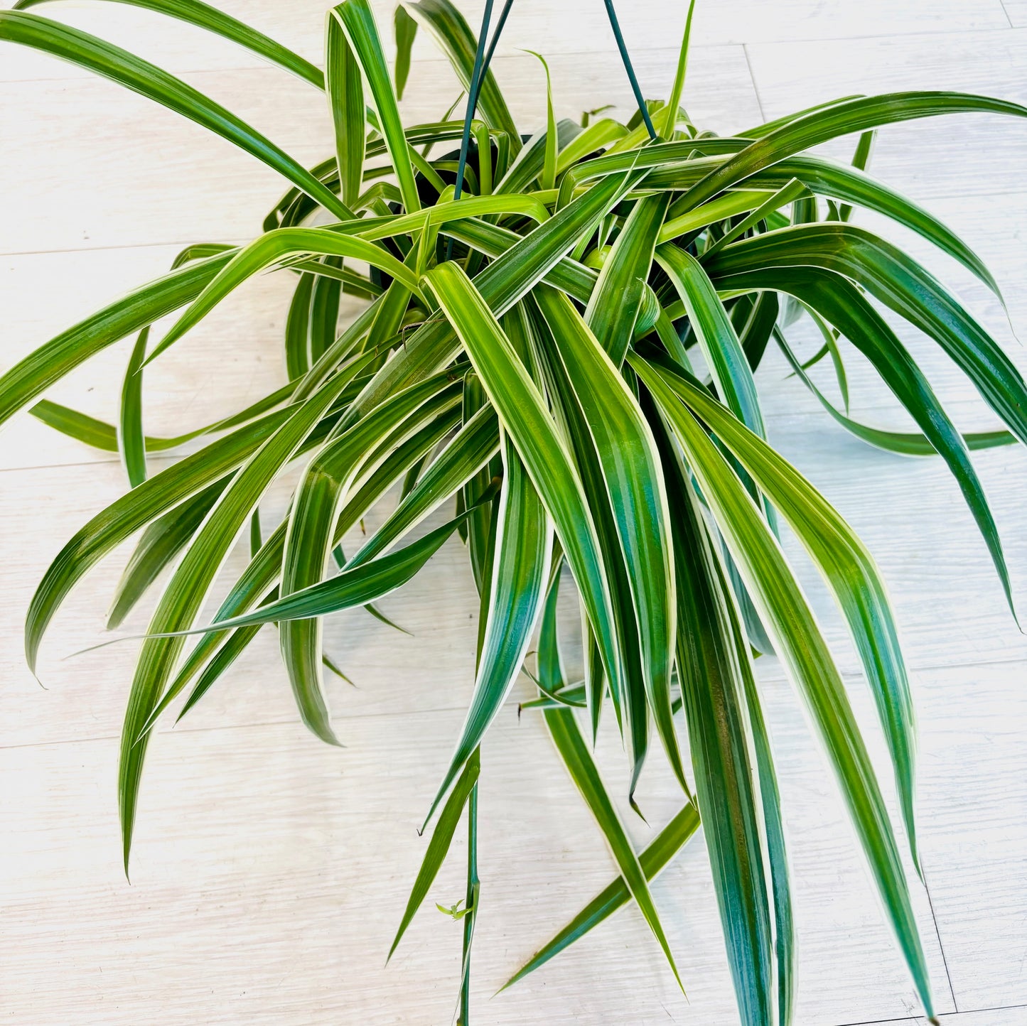 Spider Plant