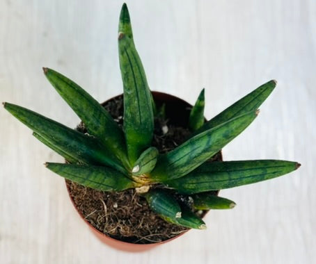 Snake Plant Hedgehog
